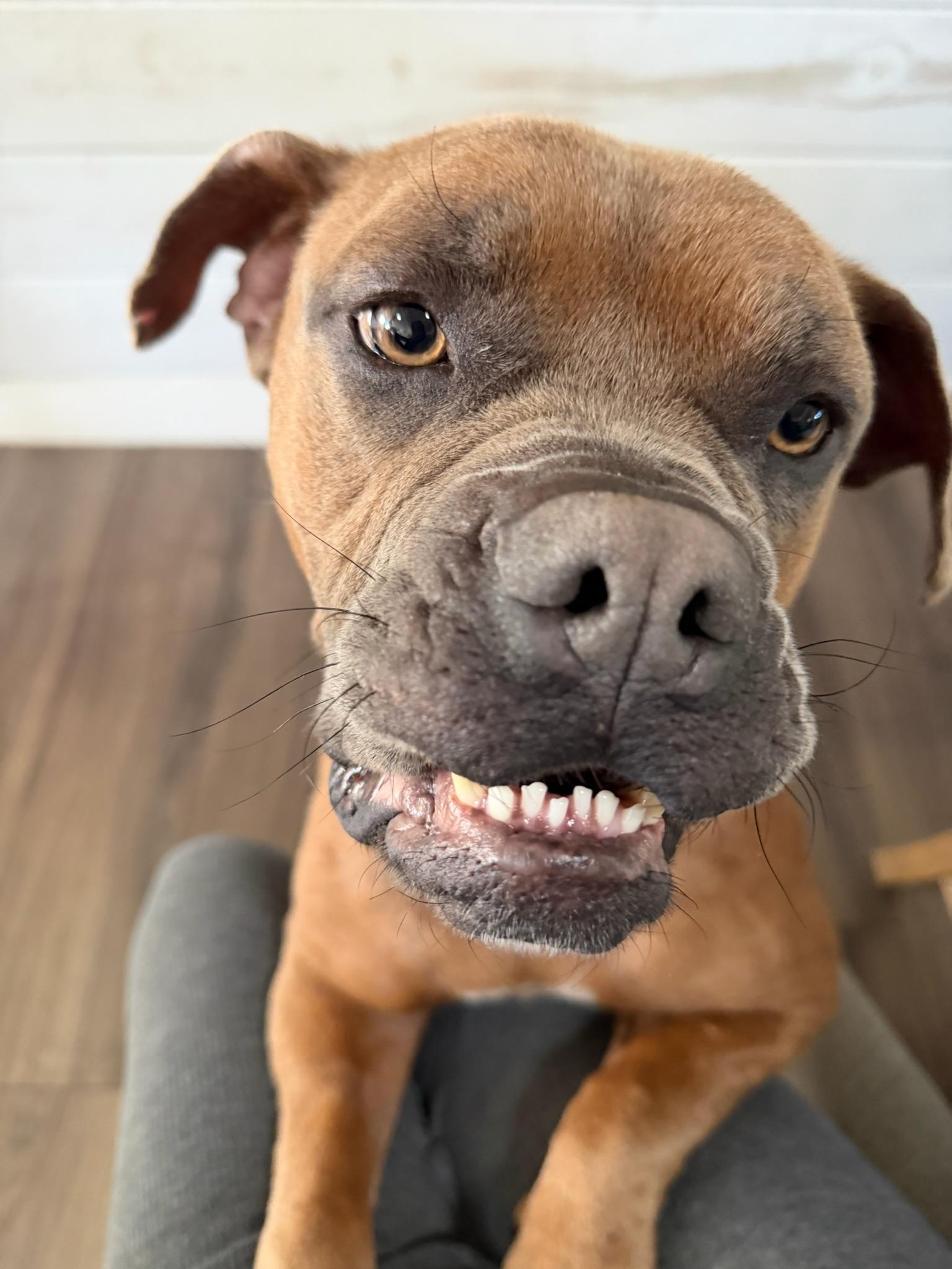 Peony, a Adoptable Boxer in Los Angeles , CA image 1/6