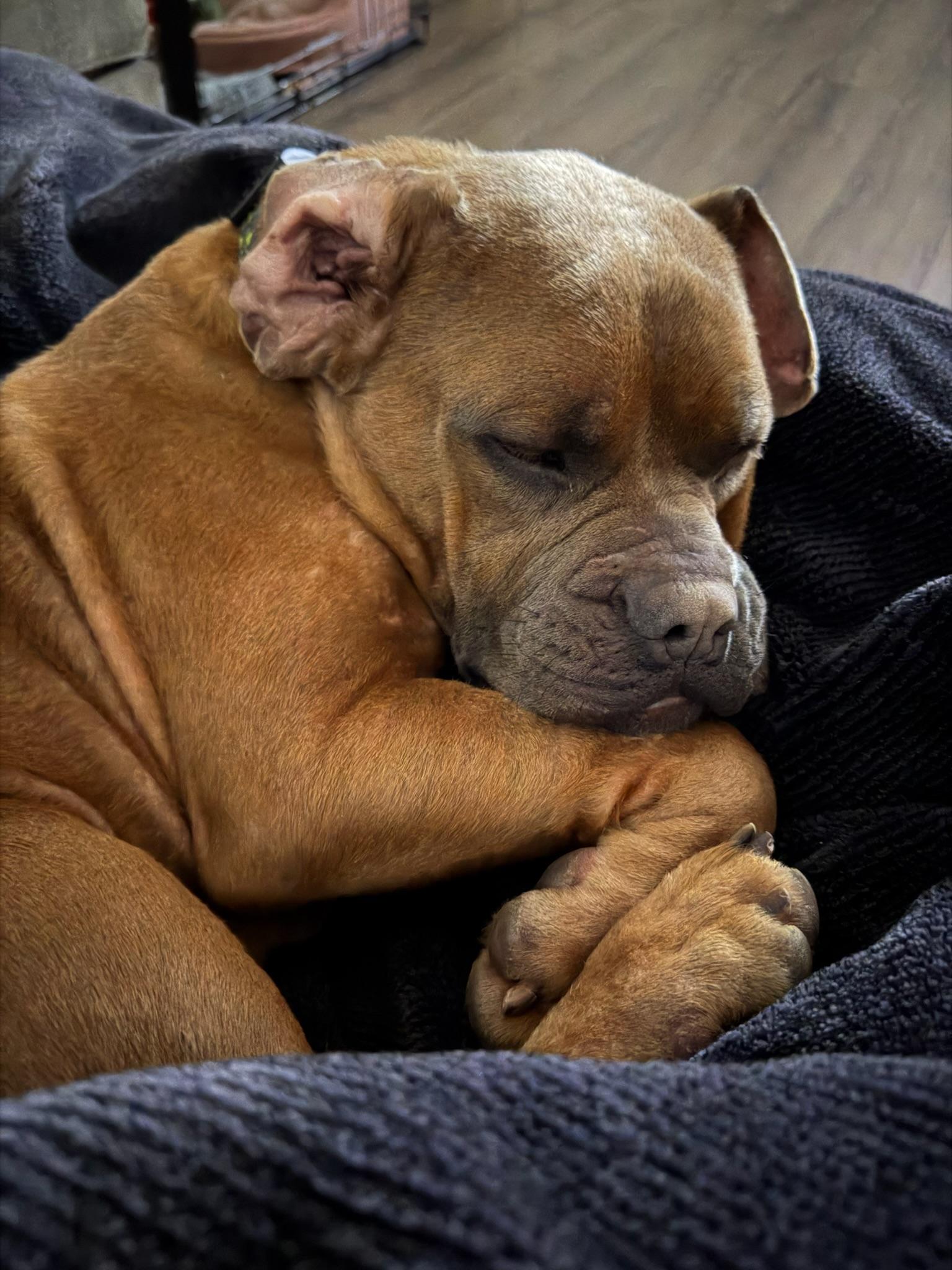 Peony, a Adoptable Boxer in Los Angeles , CA image 6/6