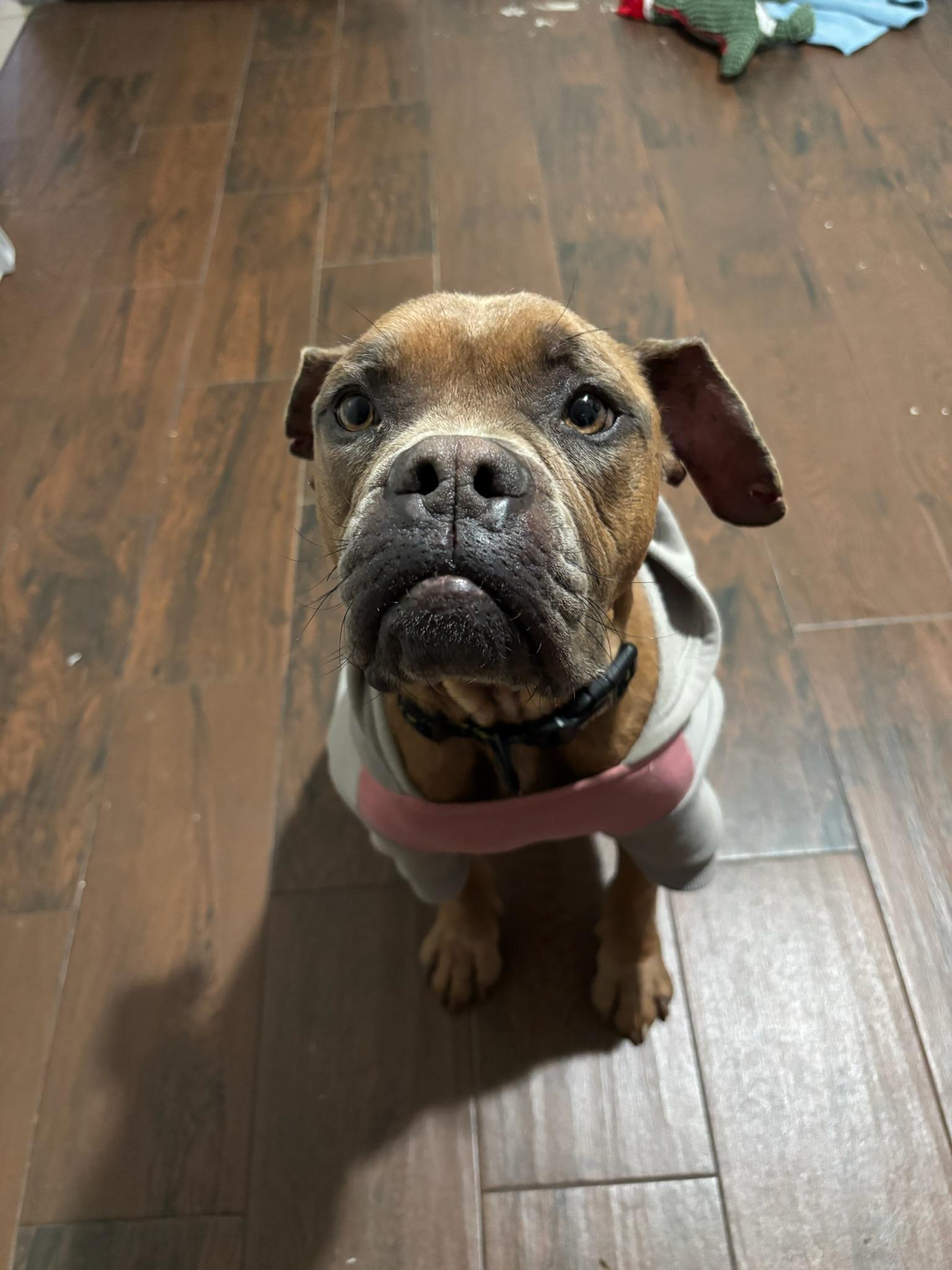 Peony, a Adoptable Boxer in Los Angeles , CA image 2/6