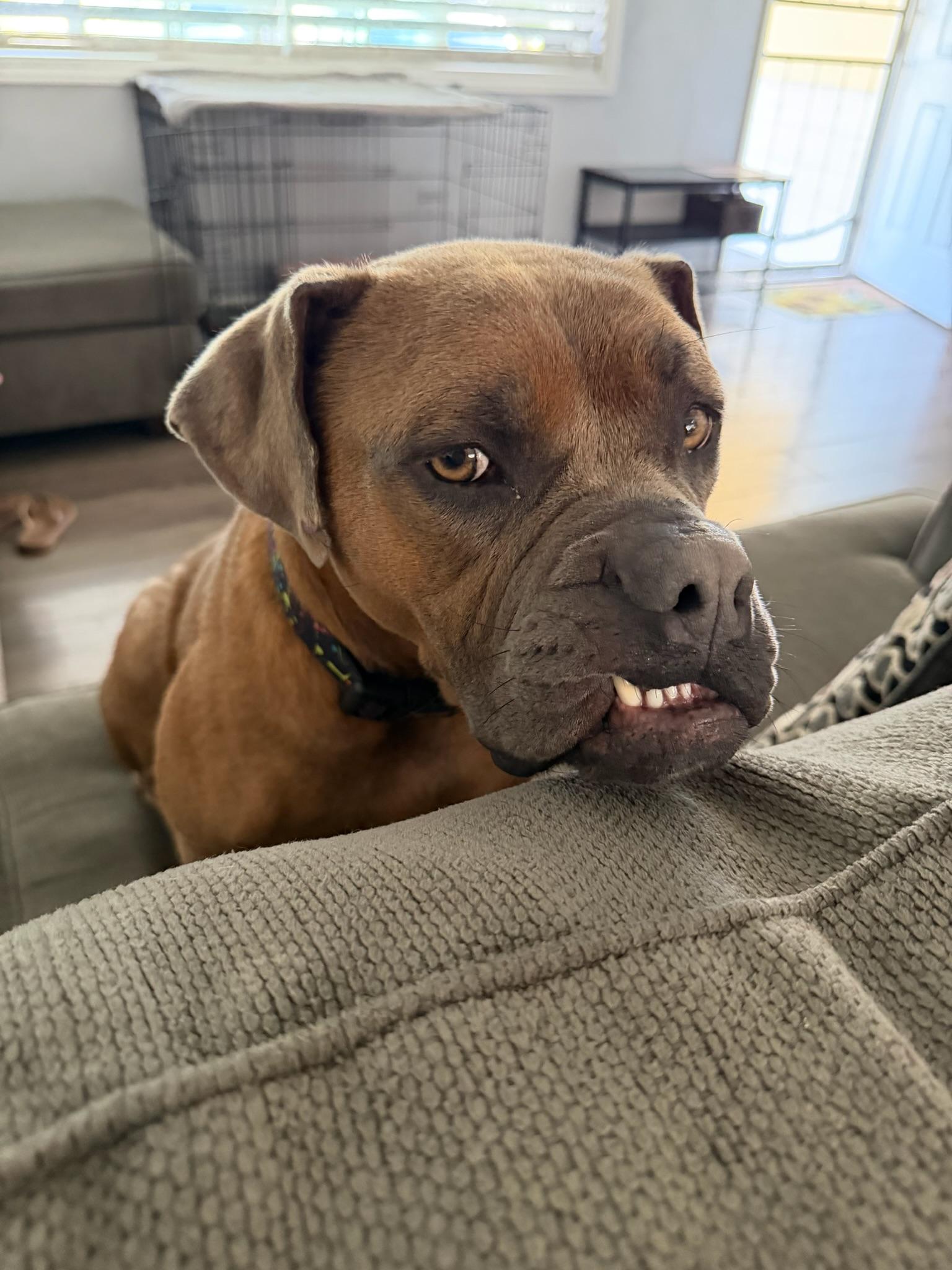 Peony, a Adoptable Boxer in Los Angeles , CA image 4/6