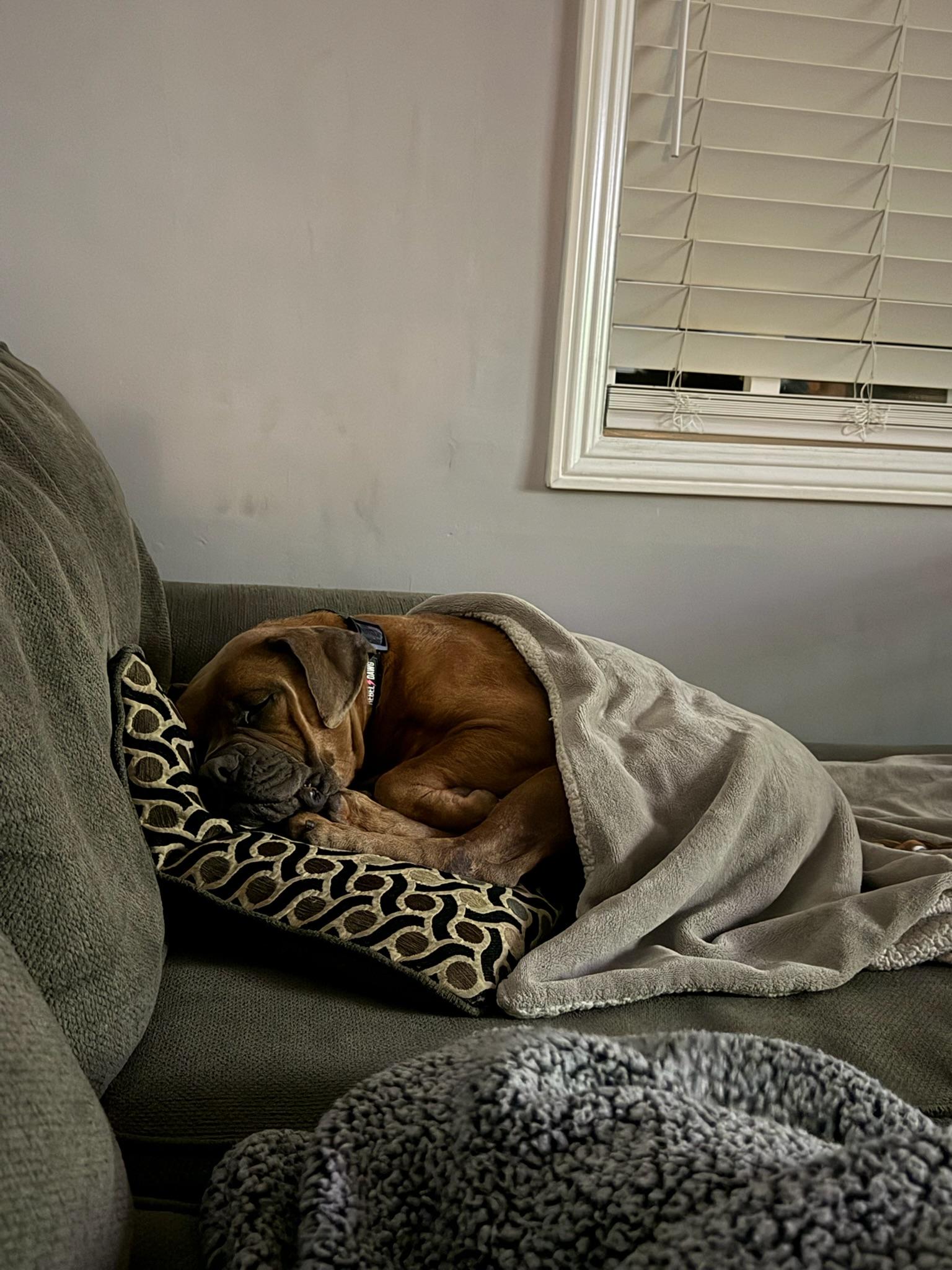 Peony, a Adoptable Boxer in Los Angeles , CA image 5/6