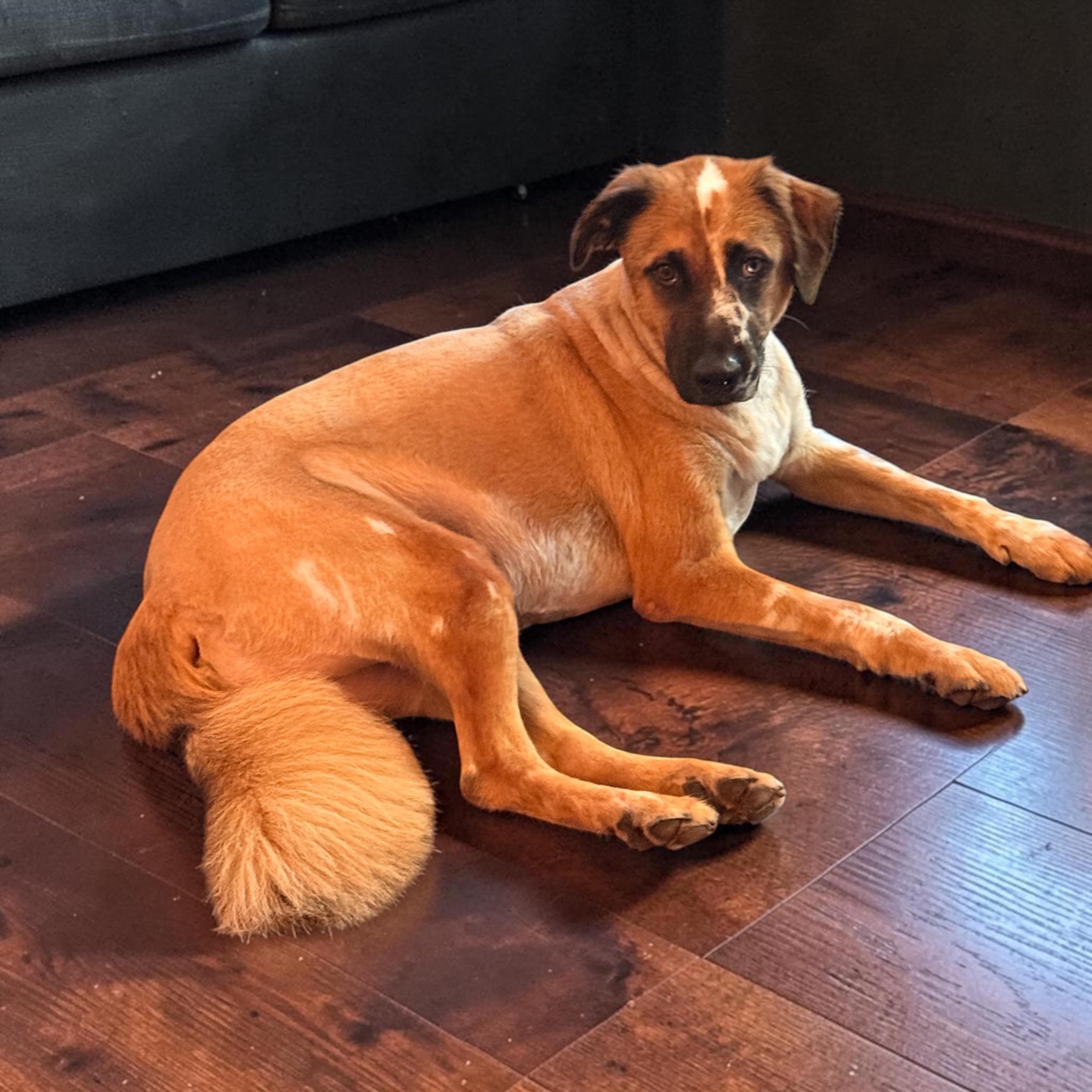 Enlarge Baron, a Adoptable mixed breed in La Feria, TX image 2/4
