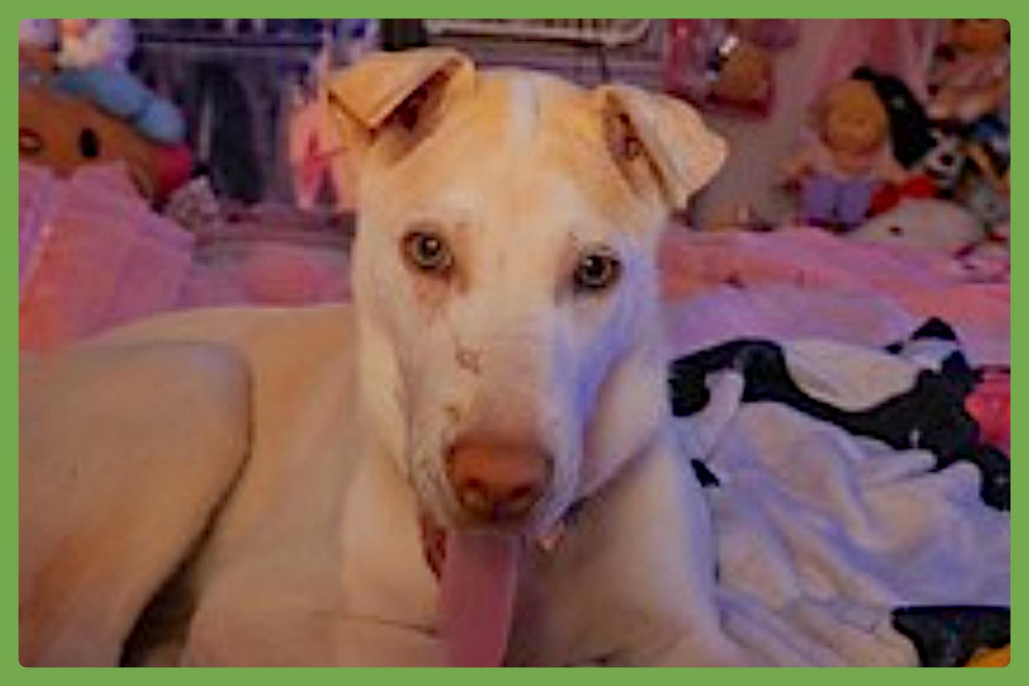 Pearl — thumbnail 2