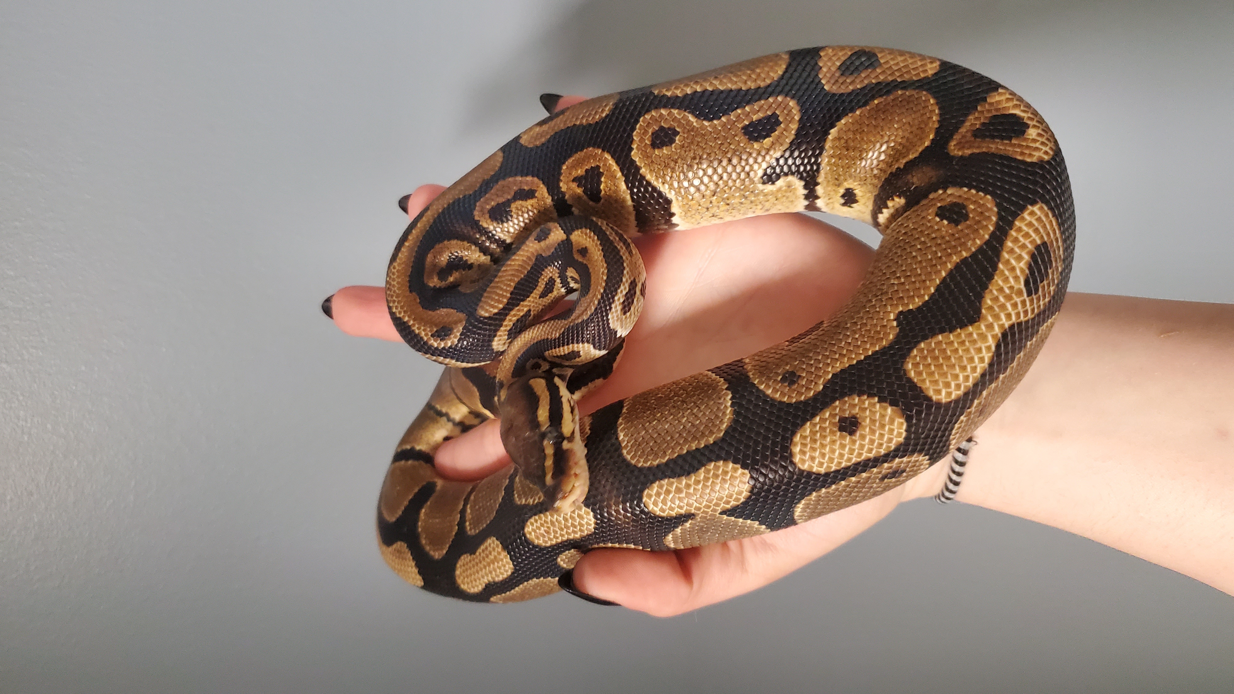 Buddy, a Adopted Ball Python in Dunbar, PA image 1/2