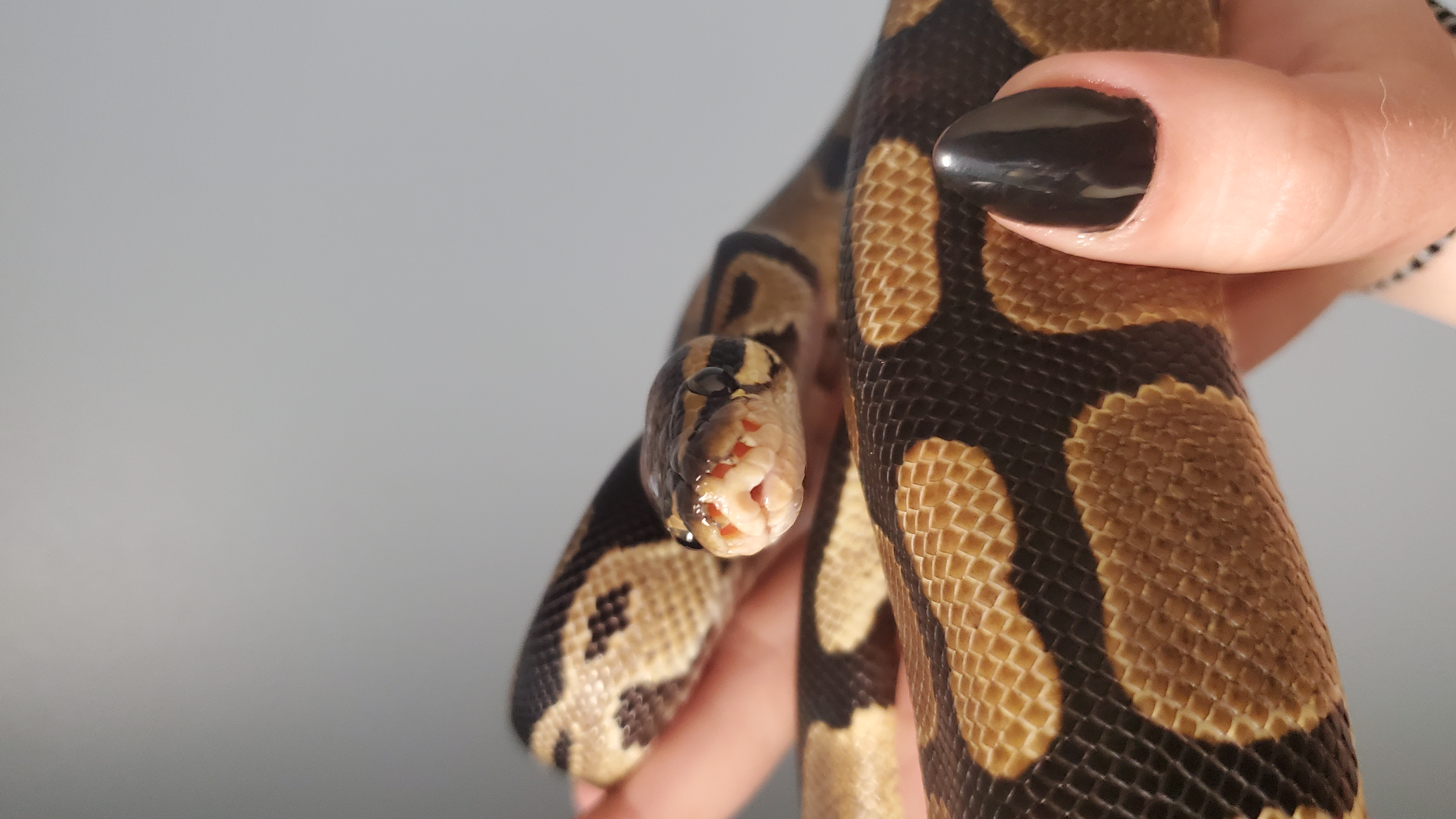 Buddy, a Adopted Ball Python in Dunbar, PA image 2/2