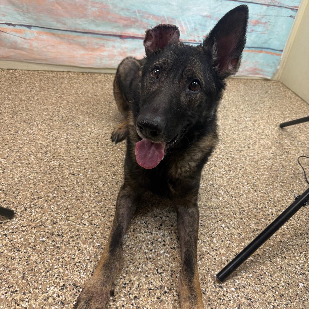 Gustavo, Adoptable, Senior Male German Shepherd Dog.