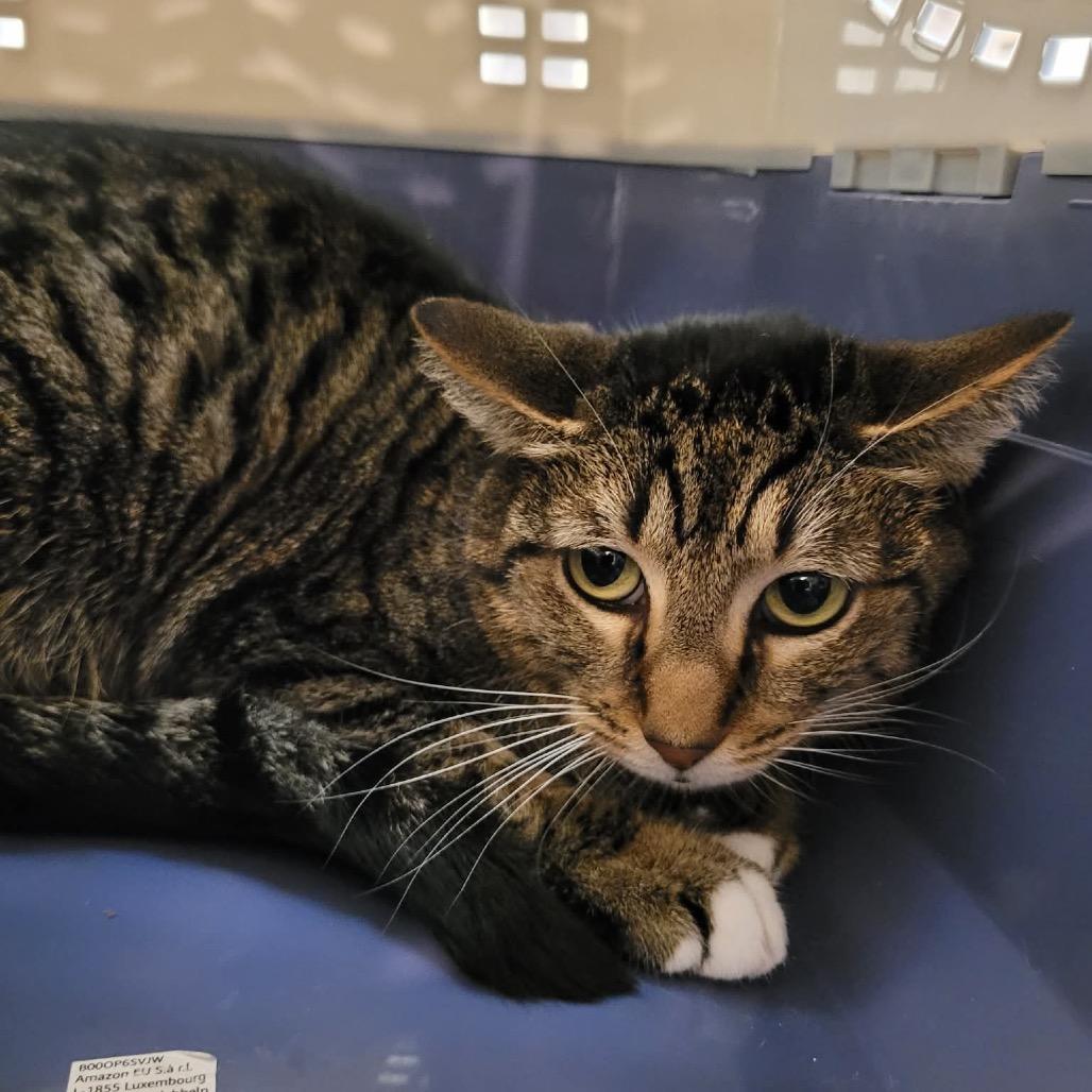 Ibonna, Adoptable, Adult Female Domestic Short Hair.