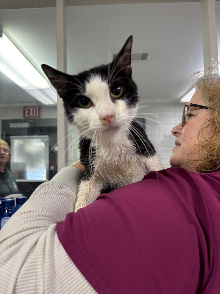 C2294-25, Adoptable, Adult Male Domestic Short Hair.