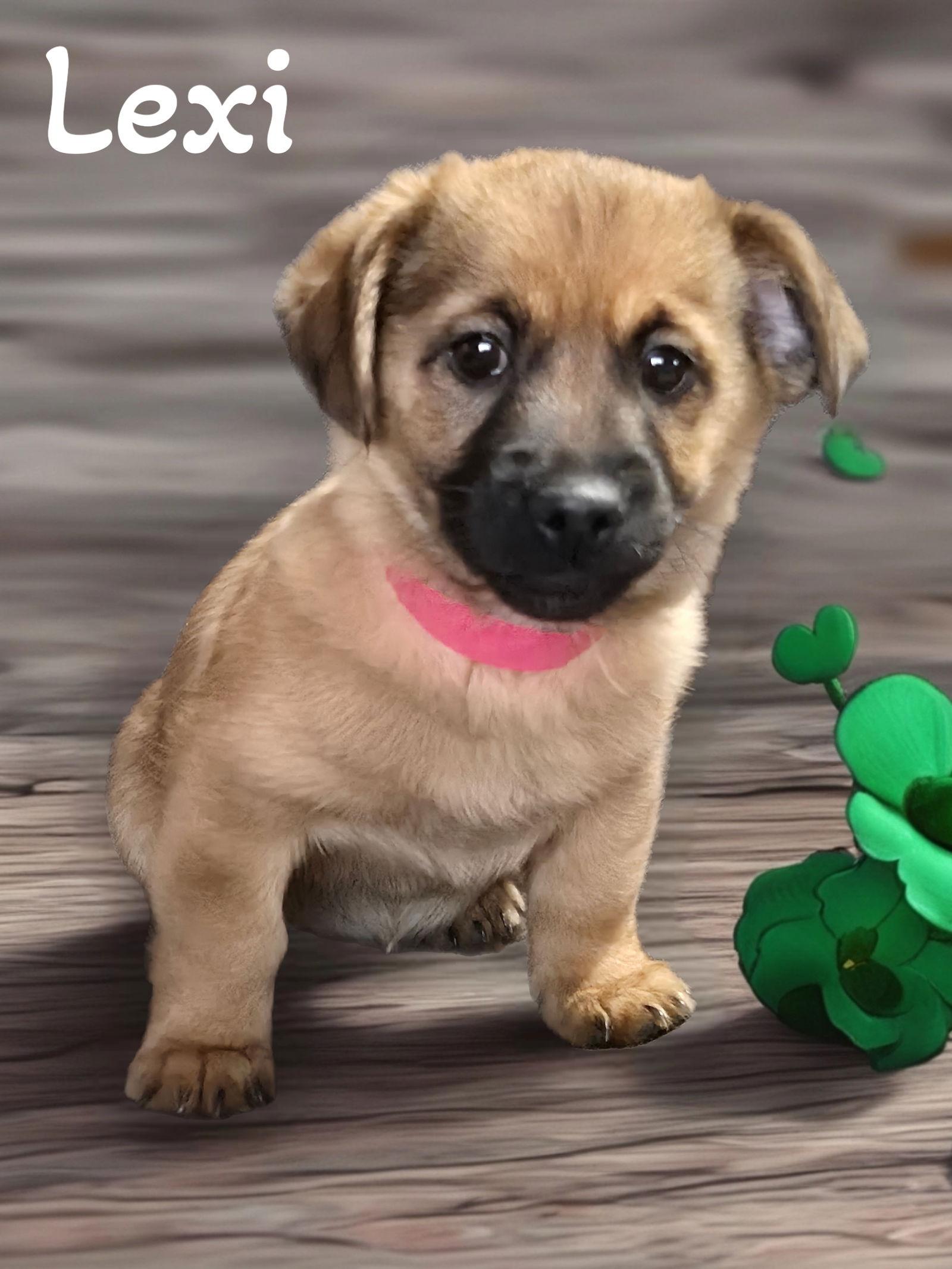 Lexi, Adopted, Puppy Female Dachshund.