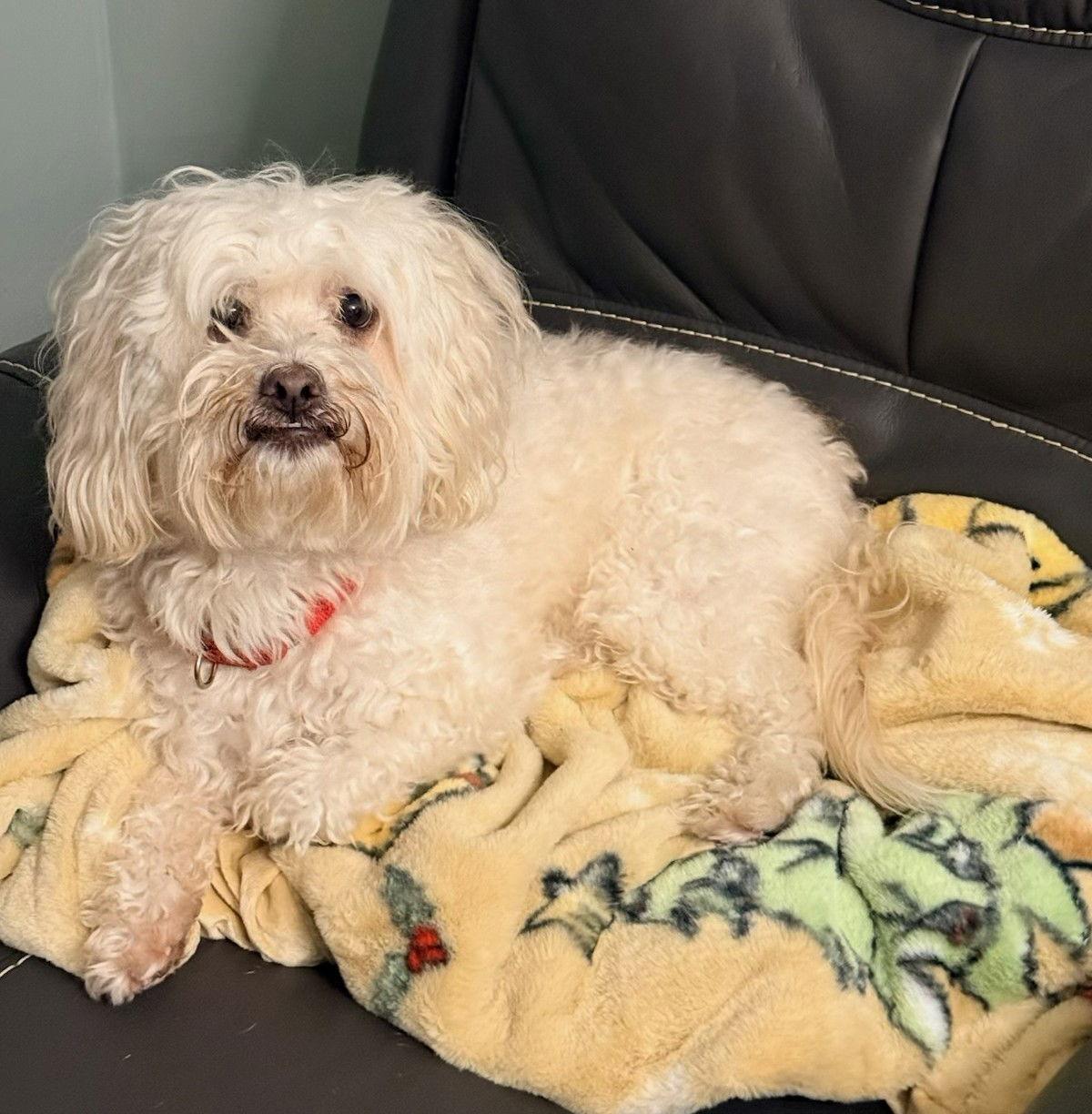 Enlarge Maui, a Adoptable Maltese in Cliffwood, NJ image 1/3