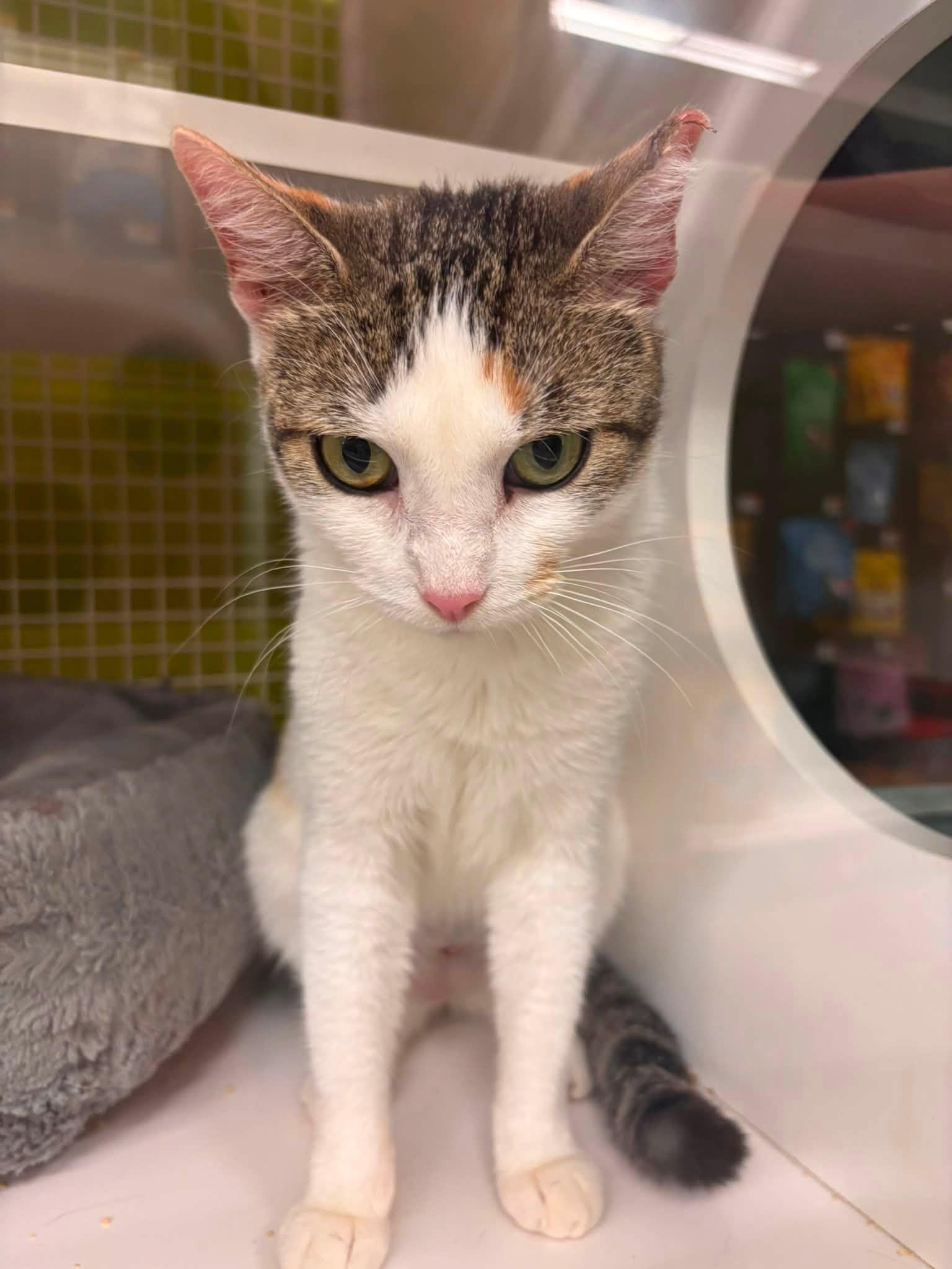 Cleopatra, ADOPTABLE, Adult Female Domestic Short Hair.