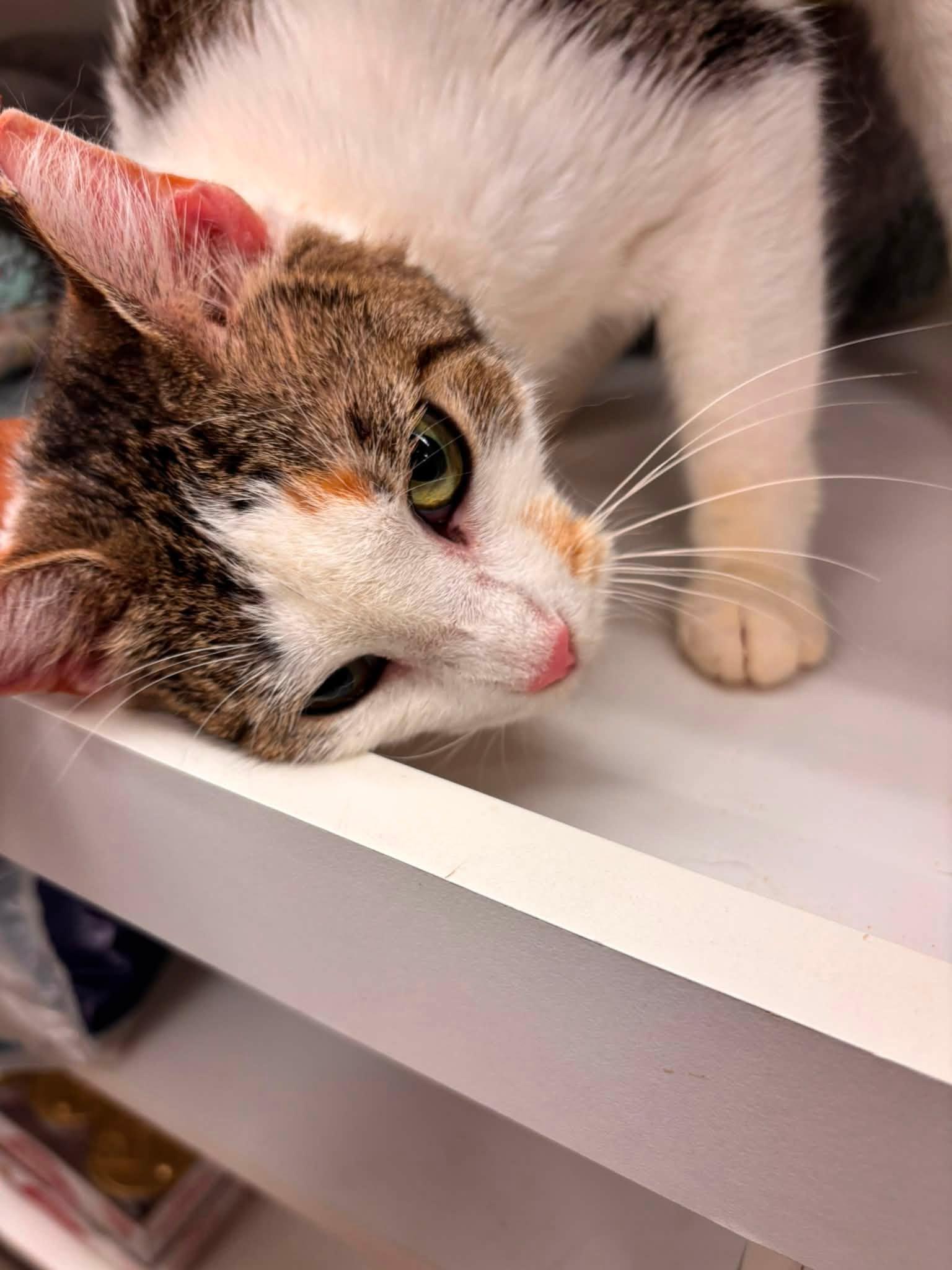 Enlarge Cleopatra, a ADOPTABLE Domestic Short Hair in Clark, NJ image 2/2