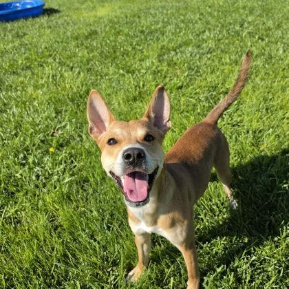 Two Socks, Adoptable, Adult Male Mixed Breed & Mixed Breed.