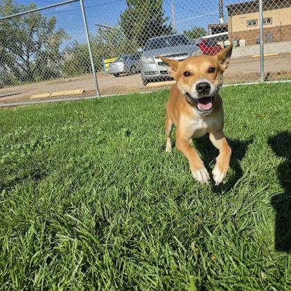 Enlarge Two Socks, a Adoptable mixed breed in Scottsbluff, NE image 2/3