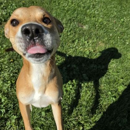 Enlarge Two Socks, a Adoptable mixed breed in Scottsbluff, NE image 3/3