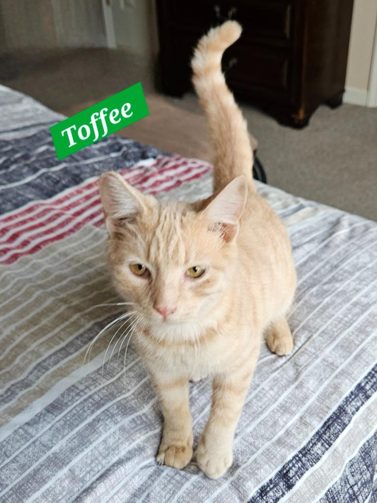 Toffee, Adoptable, Kitten Male Domestic Short Hair.
