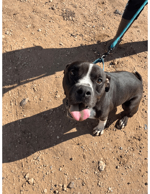 Enlarge Prince, a Adoptable mixed breed in Canyon, TX image 1/1
