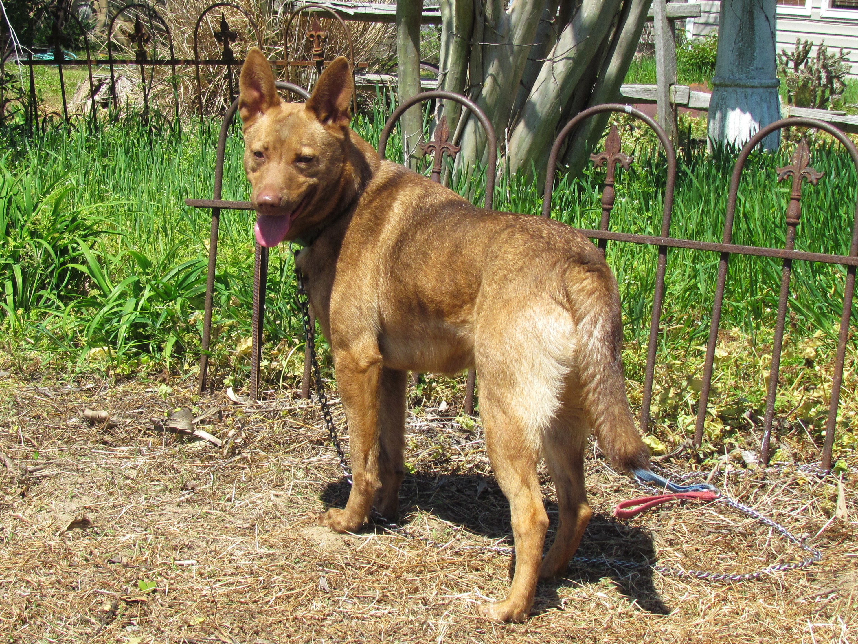 HALEY (40 POUNDS) 6
