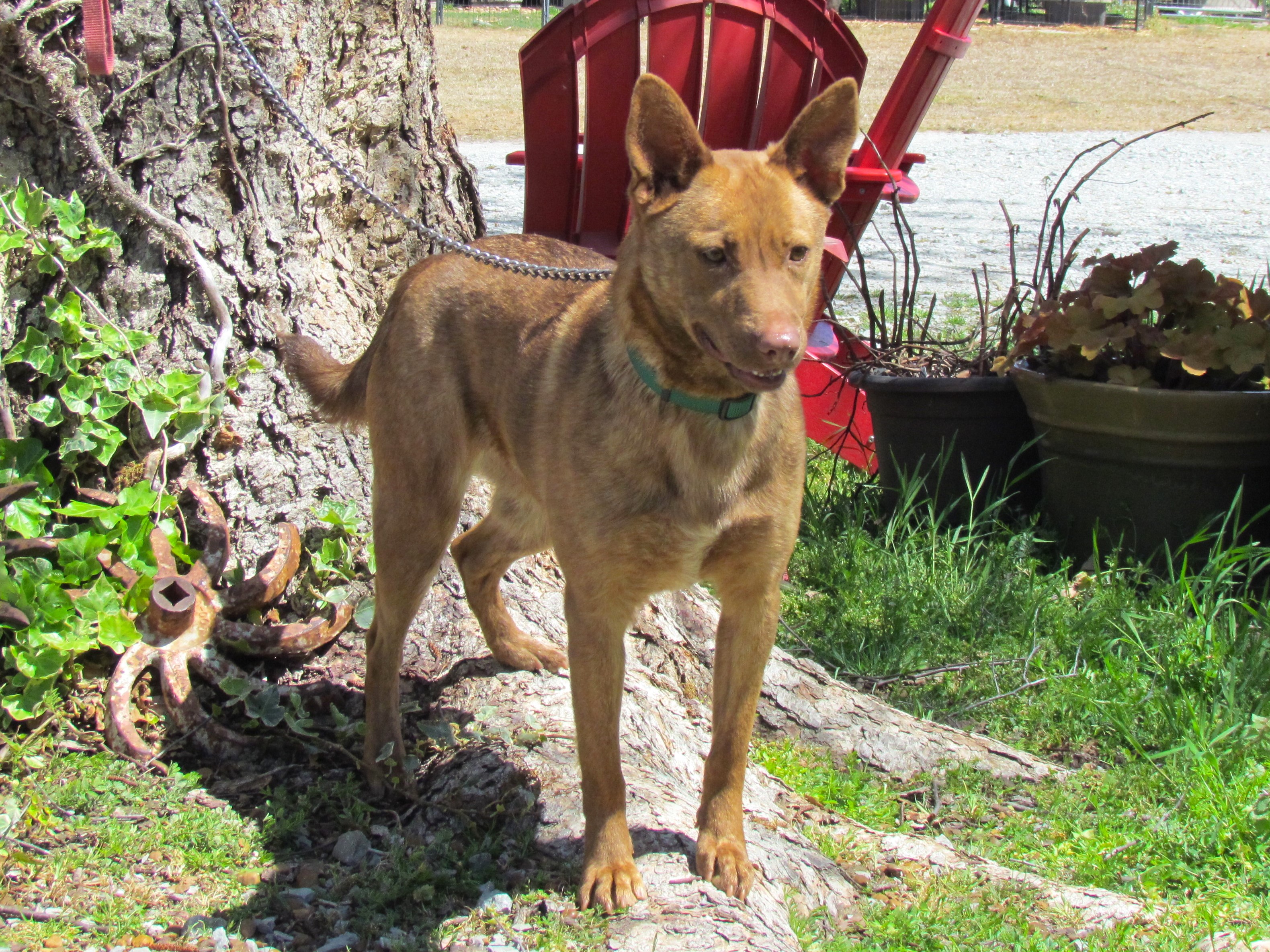 HALEY (40 POUNDS) 3