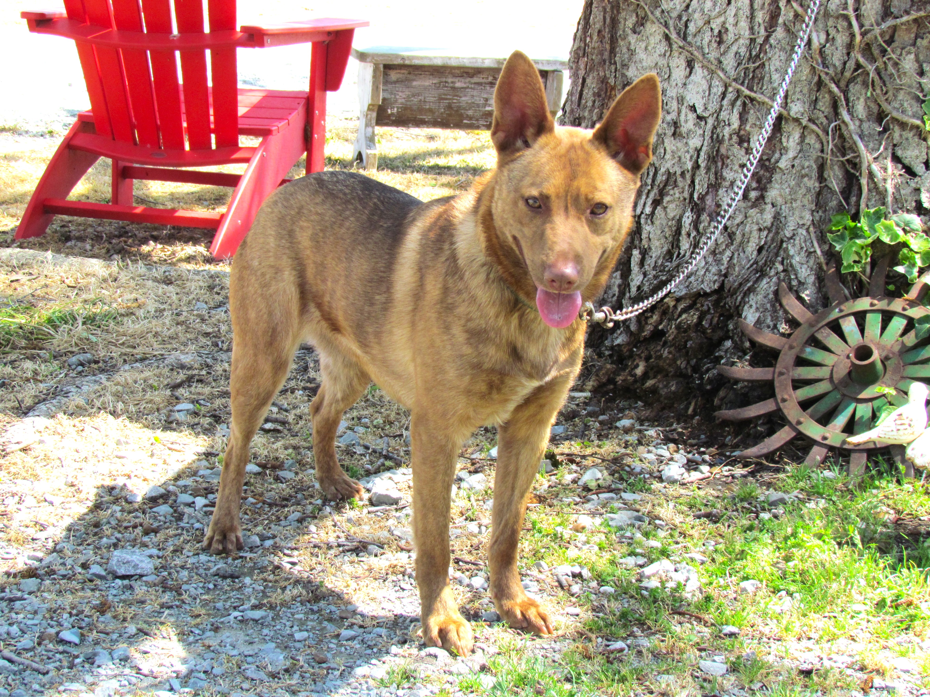 HALEY (40 POUNDS) 1