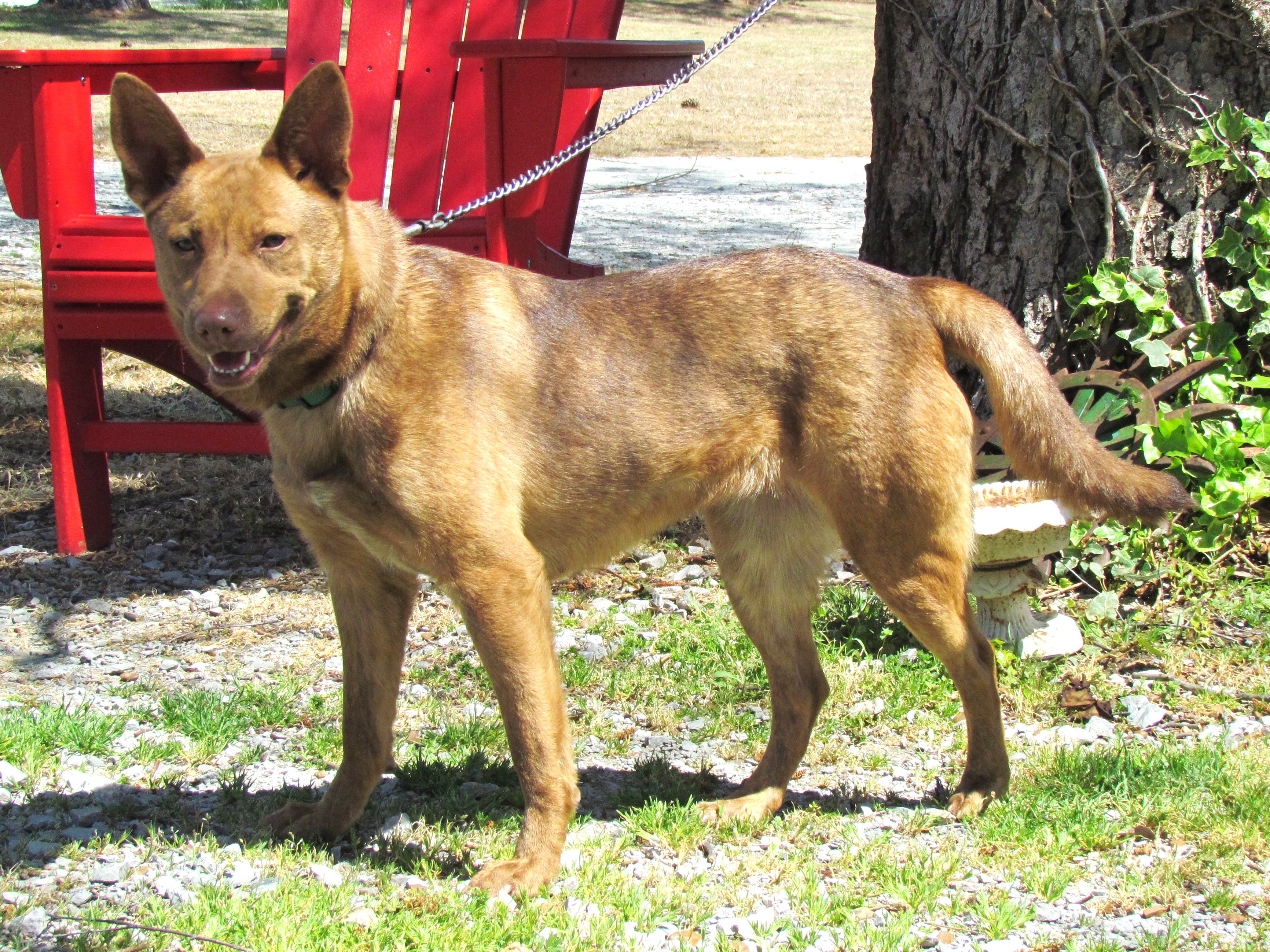 HALEY (40 POUNDS) 5