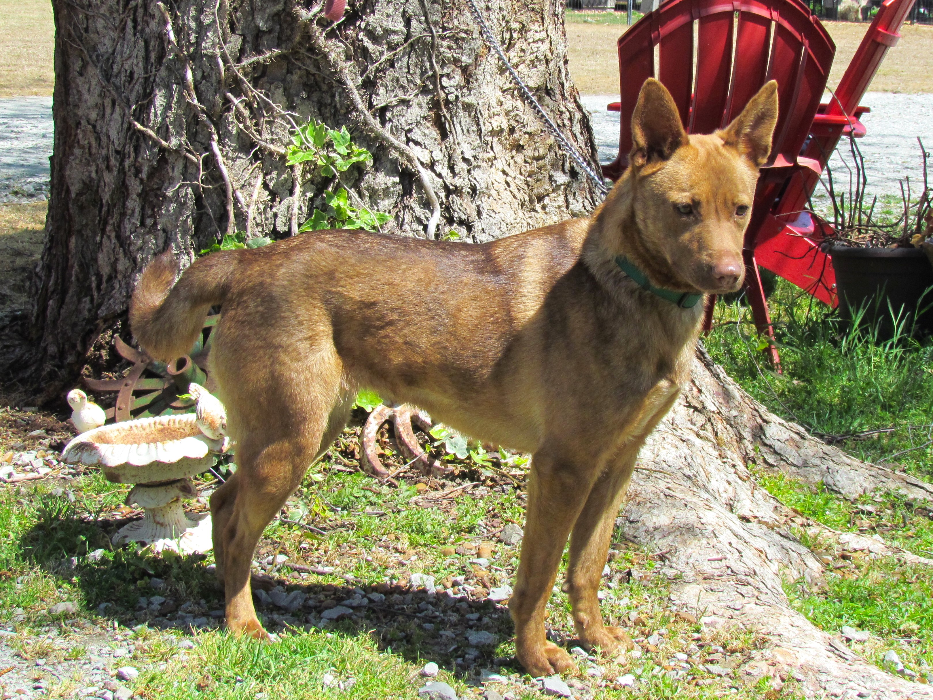 HALEY (40 POUNDS) 4