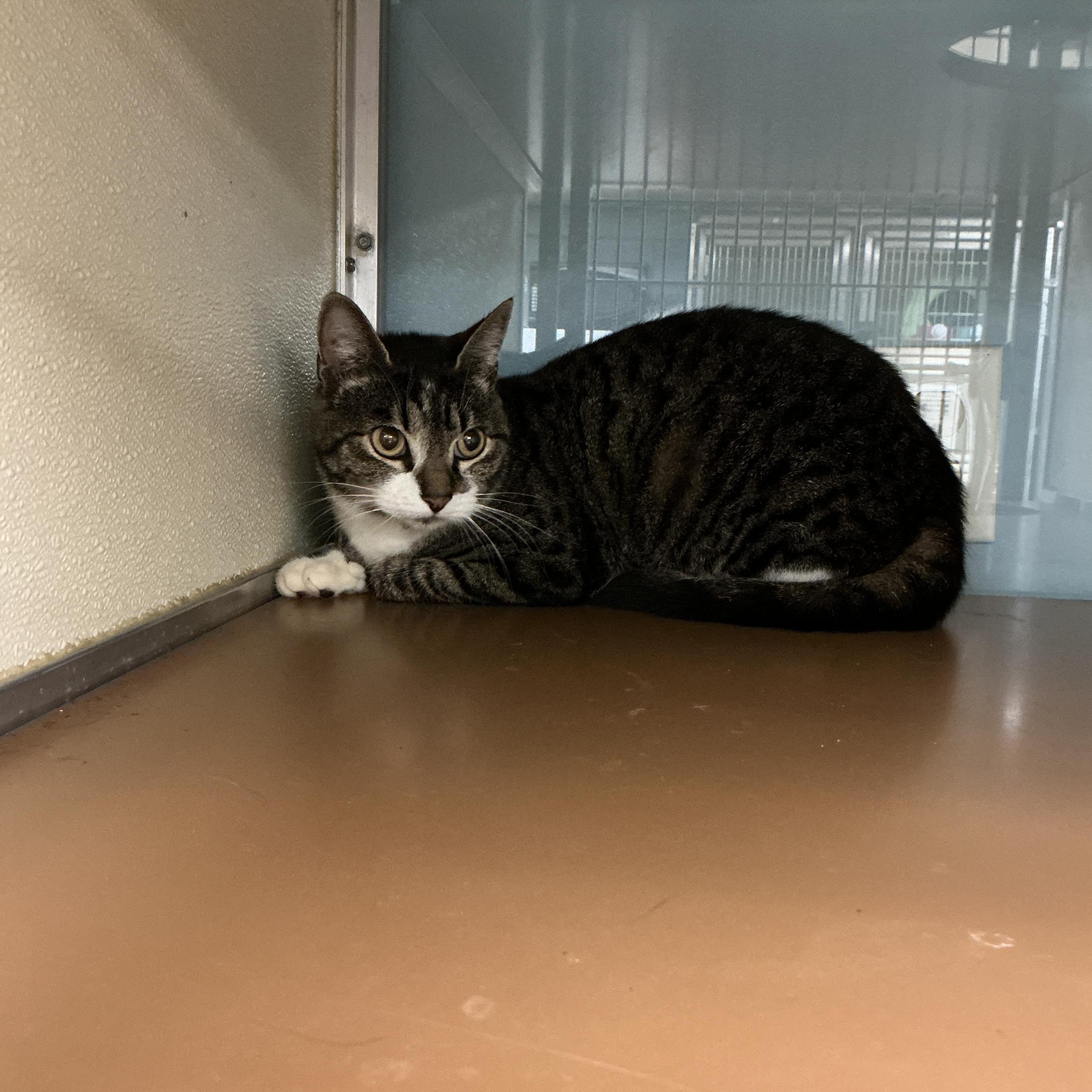 Rosie, adopted, Adult Female Domestic Short Hair.