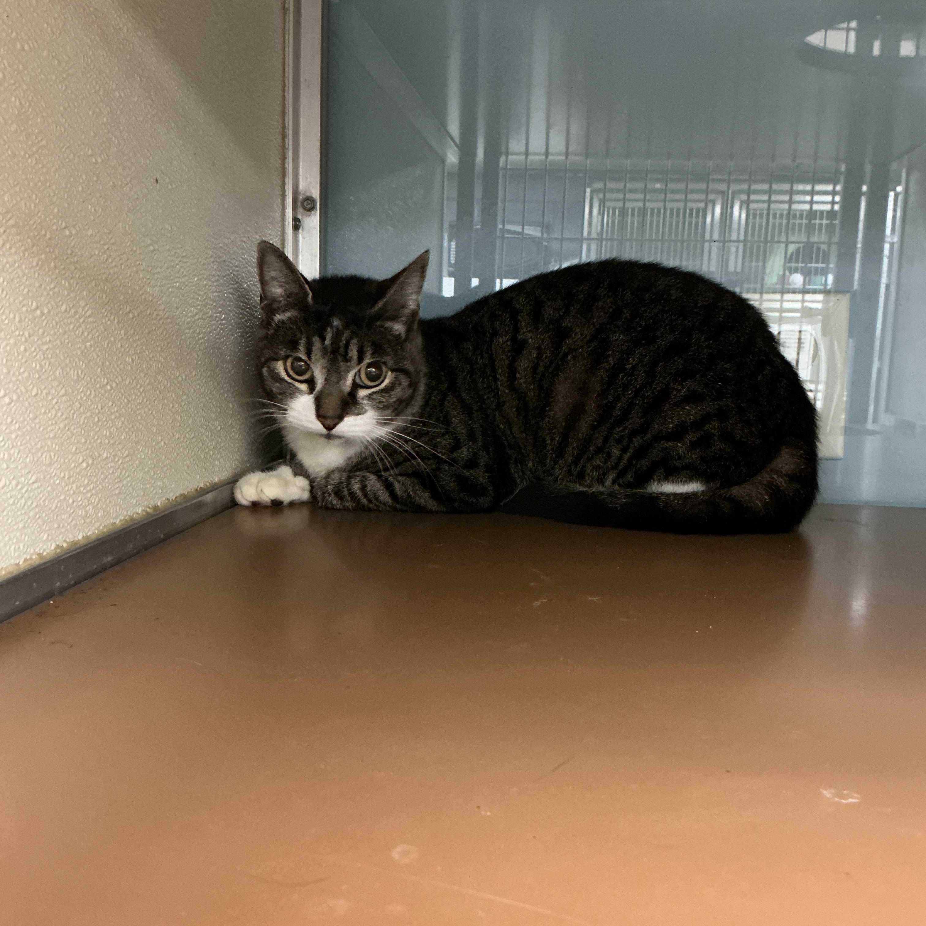 Enlarge Rosie, an adopted Domestic Short Hair in thomson, GA image 2/2