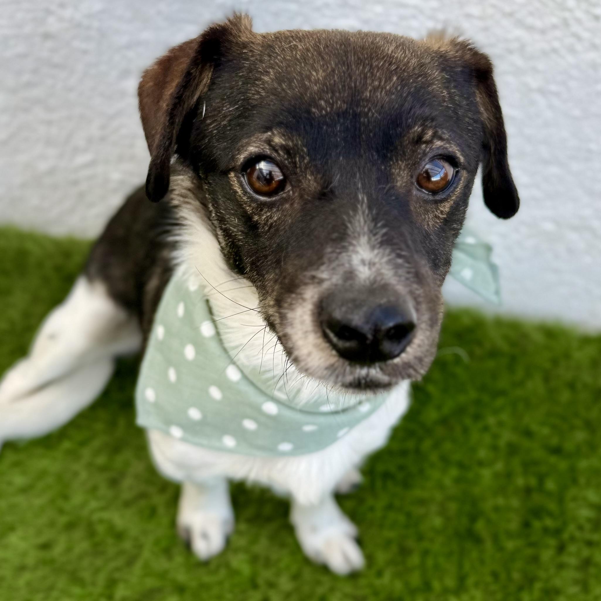 Enlarge CUPIE, an adopted mixed breed in Tecate, BCN image 6/6