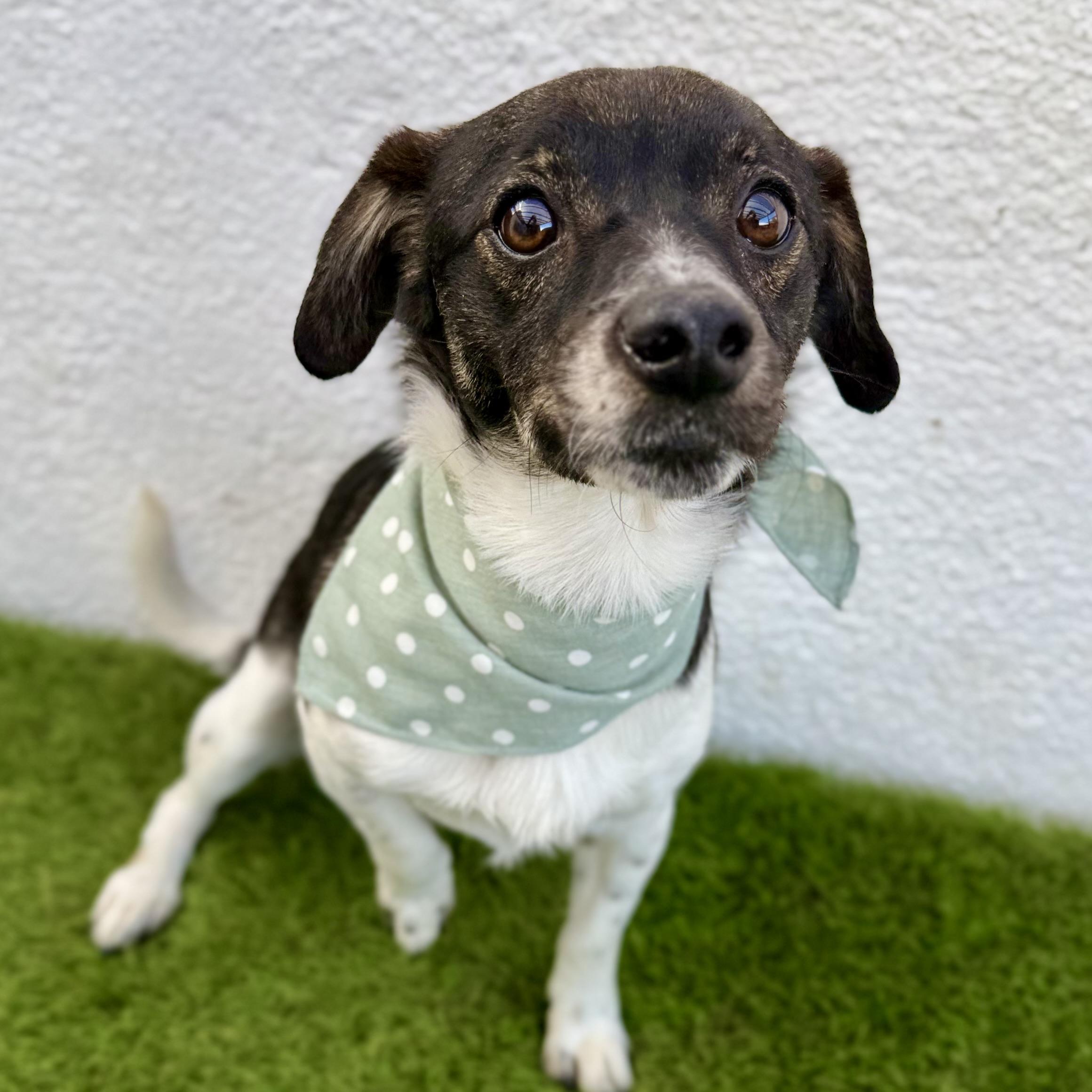 Enlarge CUPIE, an adopted mixed breed in Tecate, BCN image 3/6