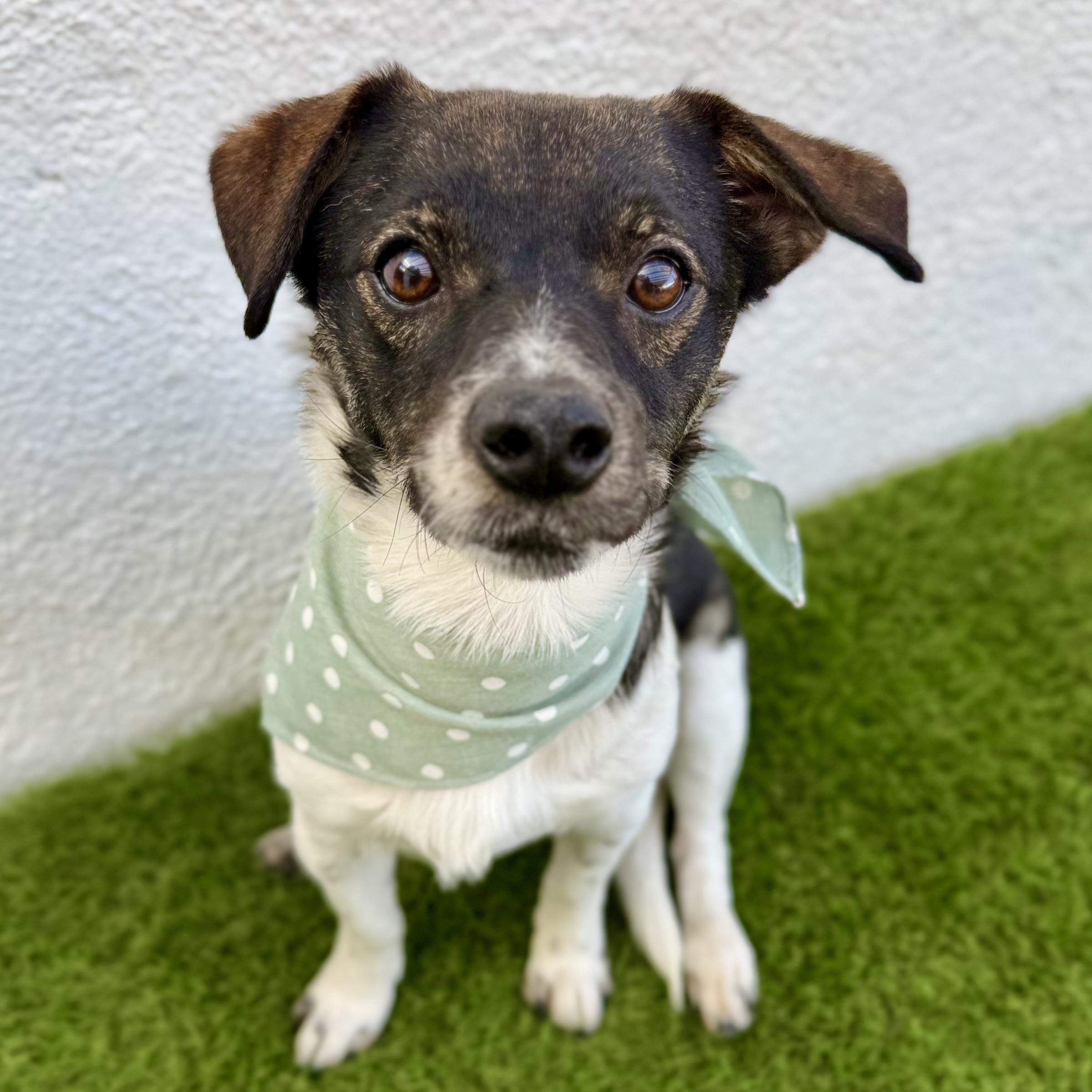 CUPIE, adopted, Young Male Jack Russell Terrier & Rat Terrier.