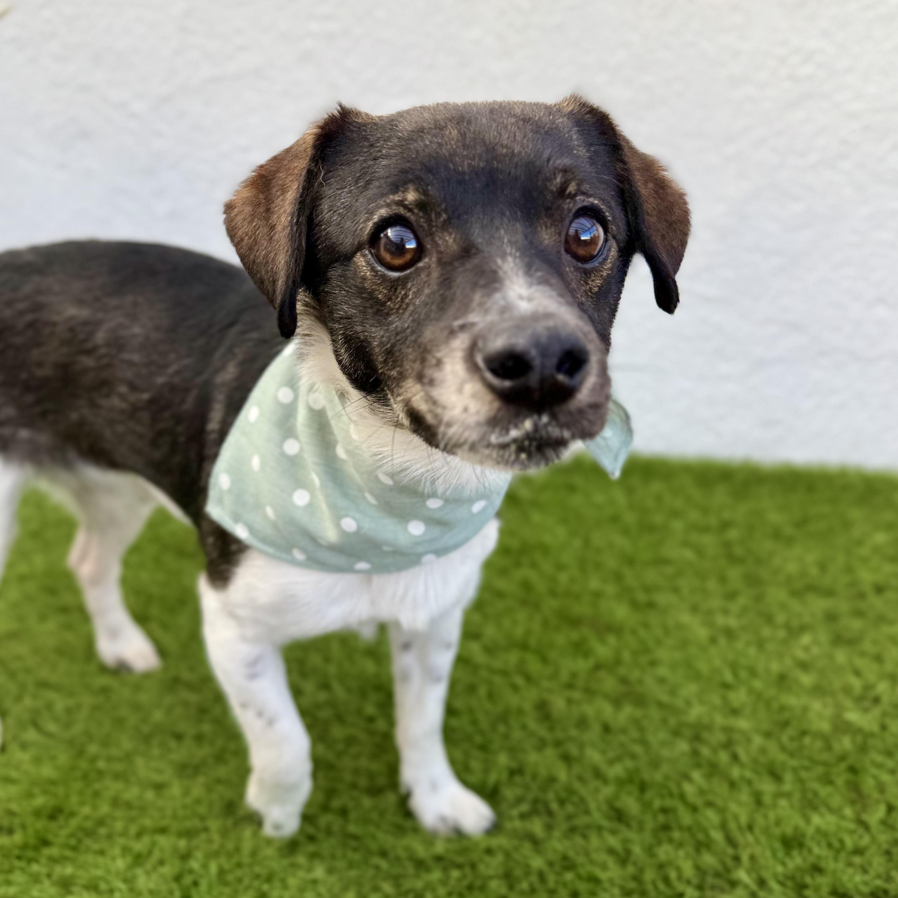 Enlarge CUPIE, an adopted mixed breed in Tecate, BCN image 5/6