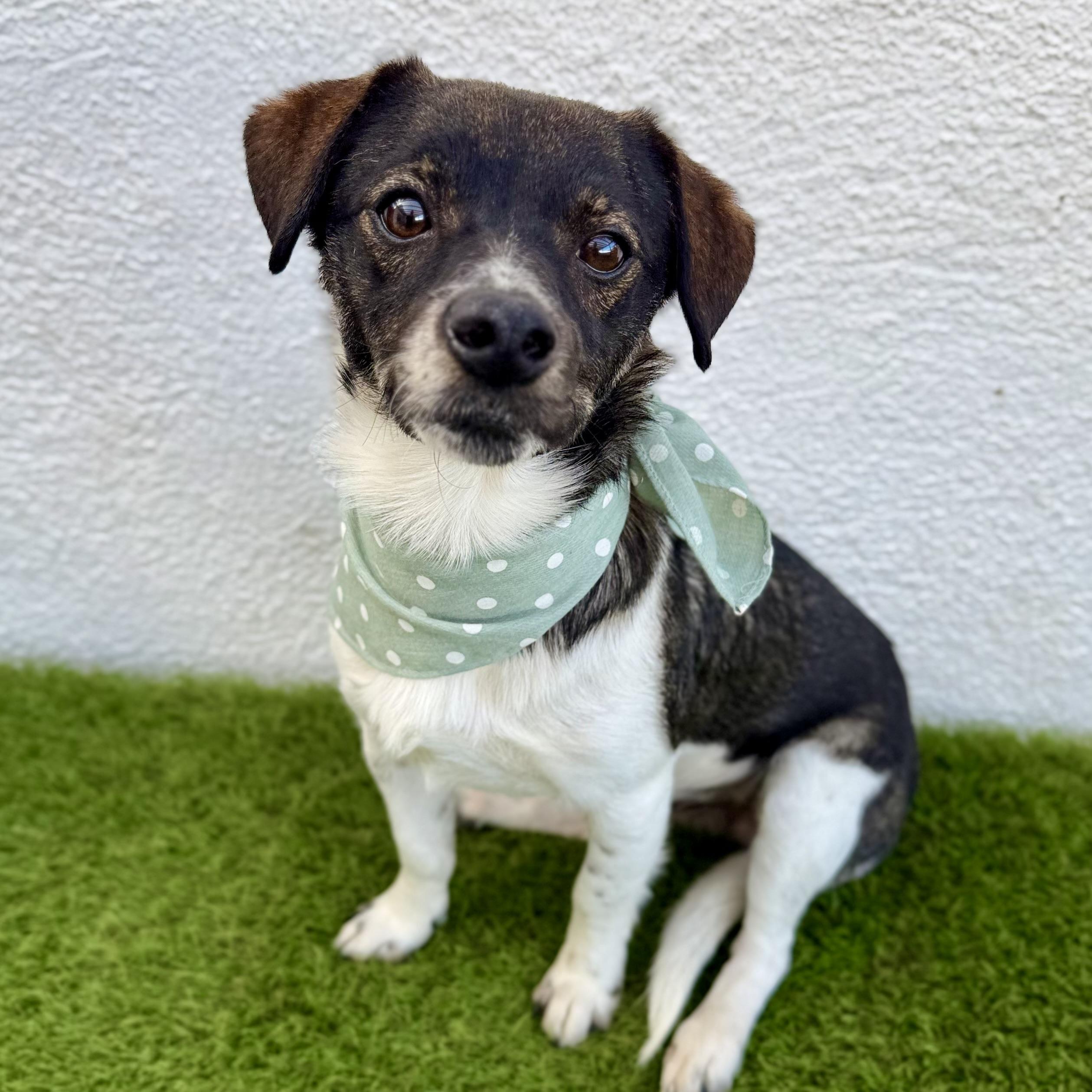 Enlarge CUPIE, an adopted mixed breed in Tecate, BCN image 4/6