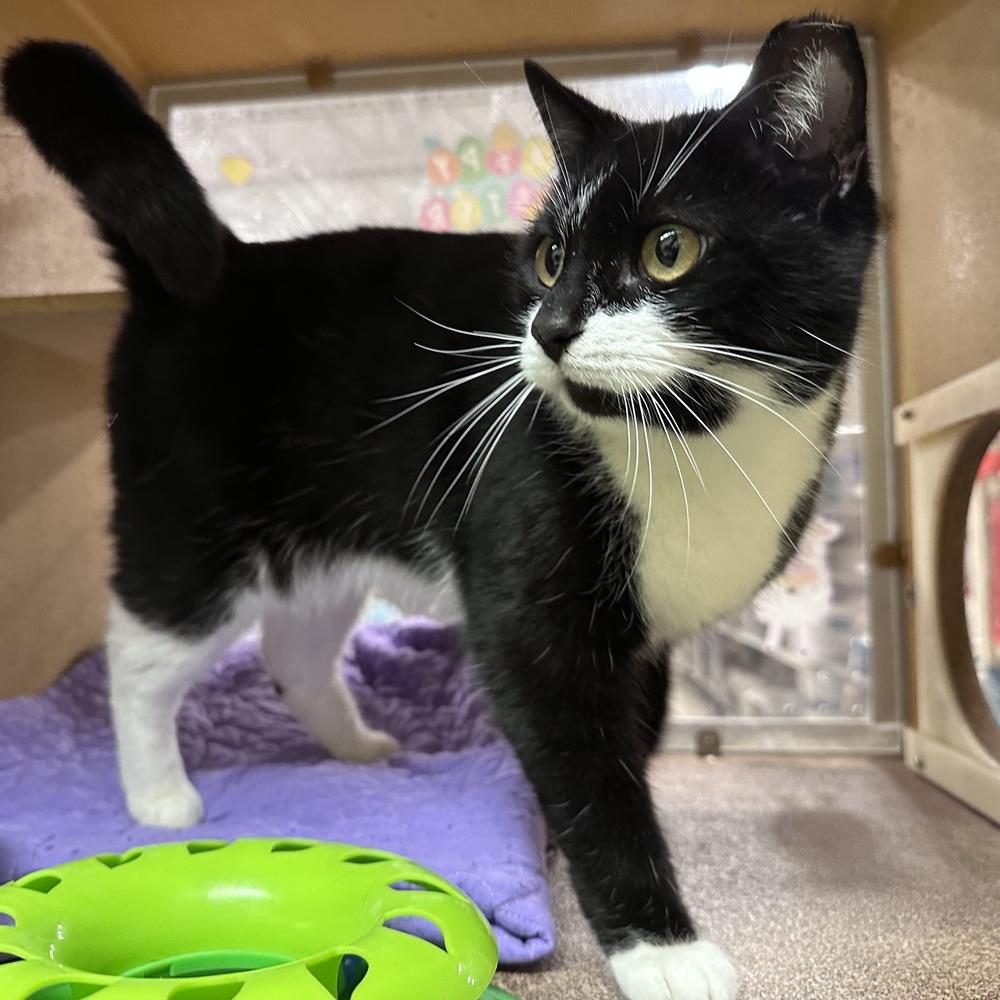 Enlarge Tessie, a Adoptable Domestic Short Hair in Panama City Beach, FL image 3/6