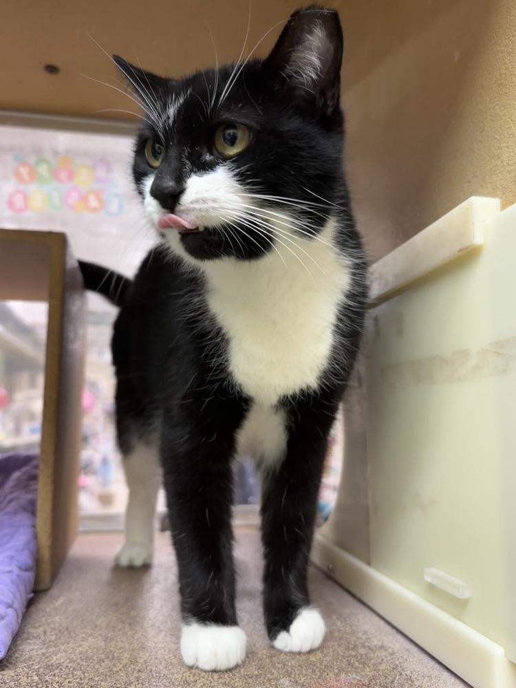 Enlarge Tessie, a Adoptable Domestic Short Hair in Panama City Beach, FL image 6/6