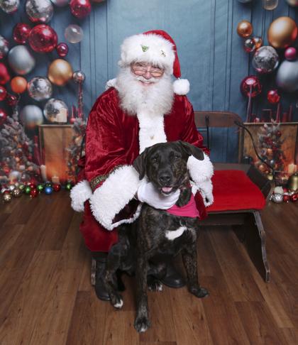 Enlarge NORMAN, a ADOPTABLE Mixed Breed in Fernandina Beach, FL image 2/3