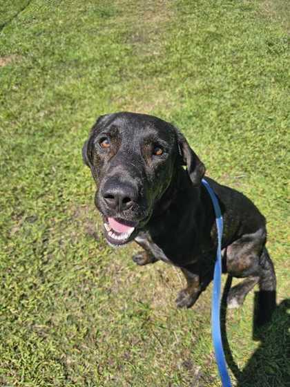 Enlarge NORMAN, a ADOPTABLE Mixed Breed in Fernandina Beach, FL image 1/3