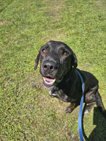 Enlarge NORMAN, a ADOPTABLE Mixed Breed in Fernandina Beach, FL image 3/3
