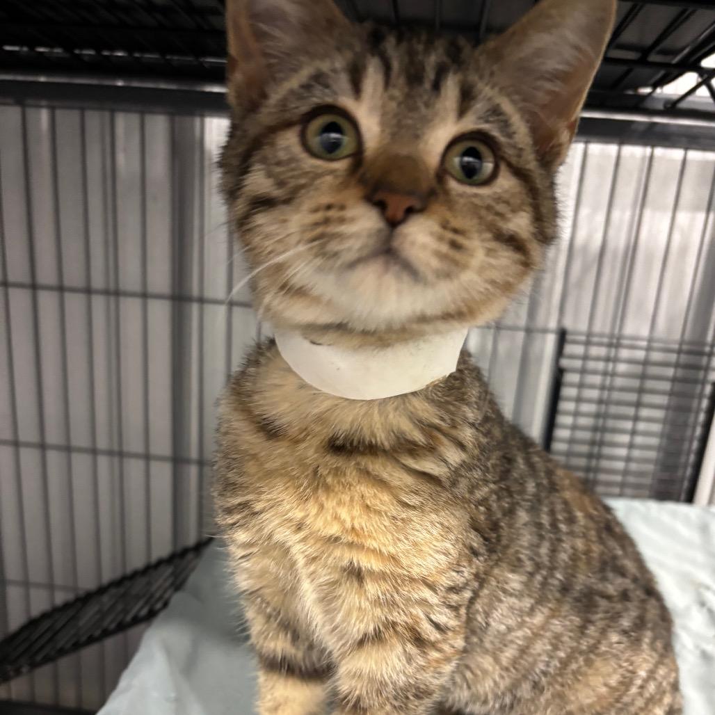 Enlarge Aurora, a Adoptable Domestic Medium Hair in Enfield, NH image 1/1