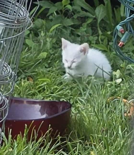 Enlarge Snowball (and Cocoa), an adopted Domestic Short Hair in Keansburg, NJ image 2/6