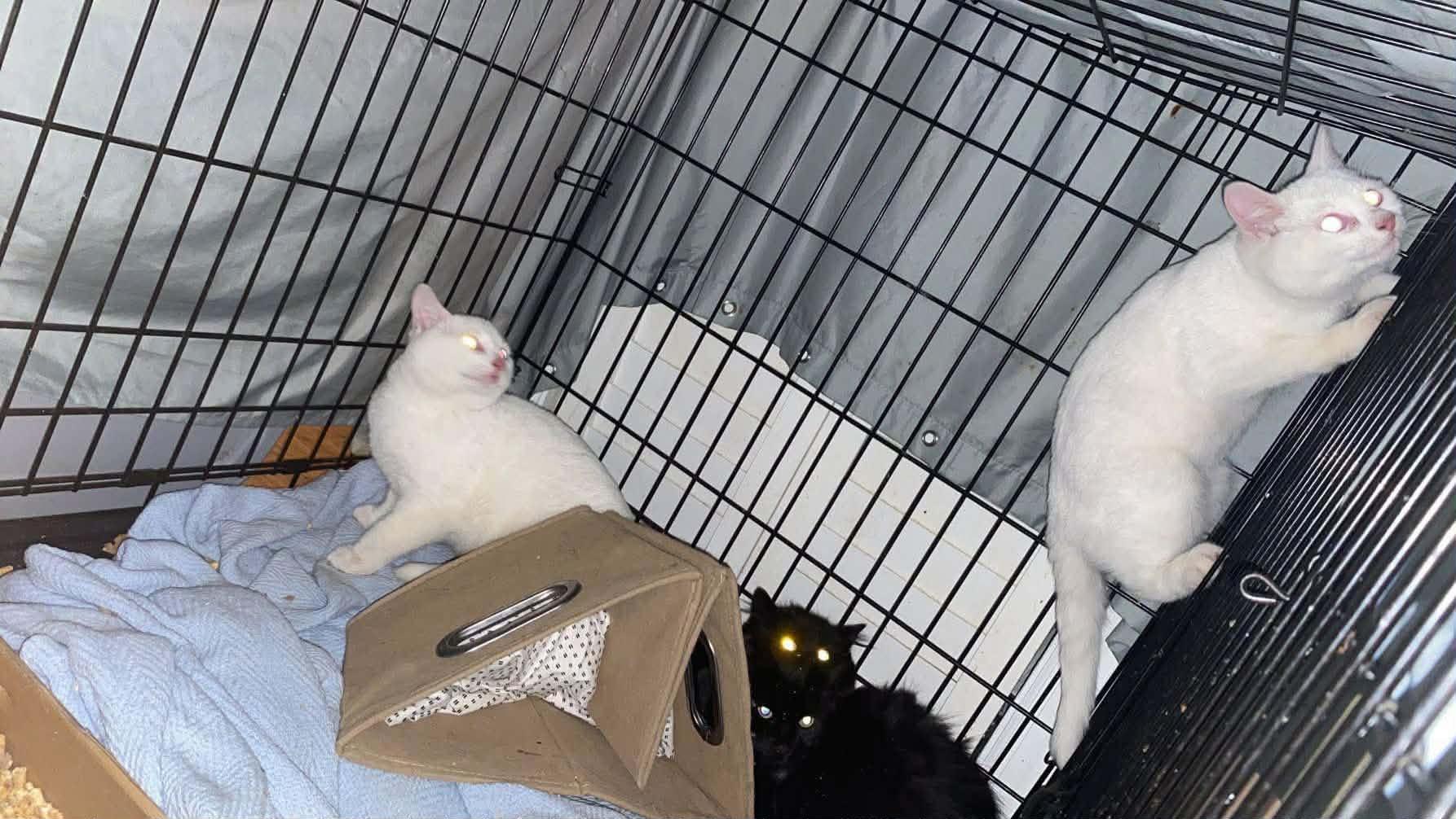 Enlarge Snowball (and Cocoa), an adopted Domestic Short Hair in Keansburg, NJ image 6/6