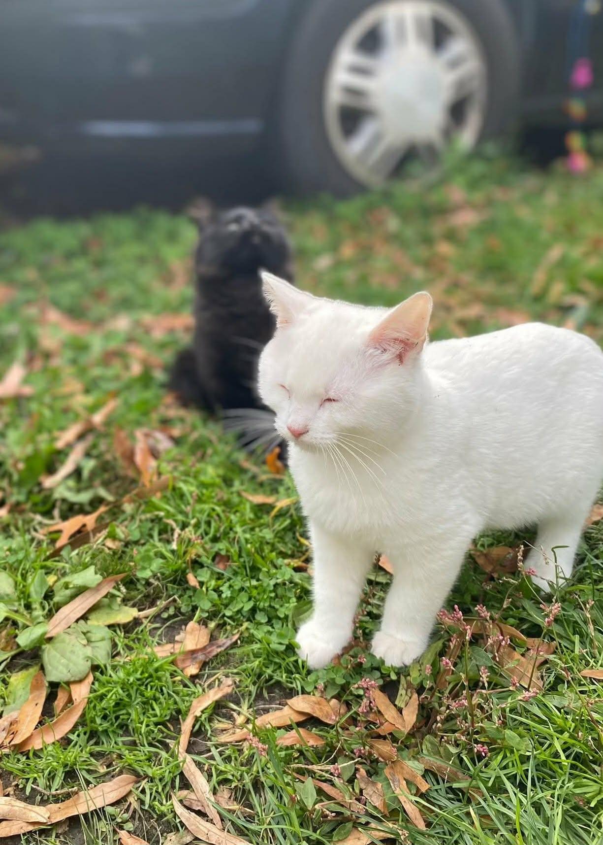 Enlarge Snowball (and Cocoa), an adopted Domestic Short Hair in Keansburg, NJ image 1/6