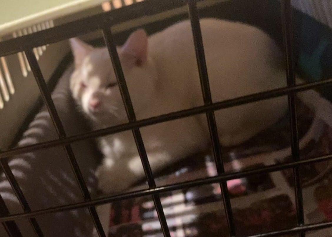 Enlarge Snowball (and Cocoa), an adopted Domestic Short Hair in Keansburg, NJ image 5/6