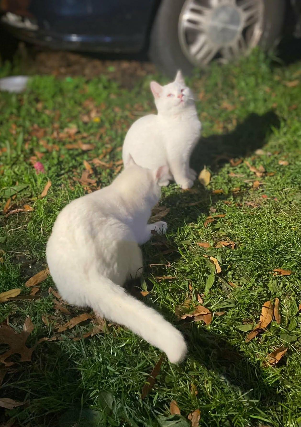 Enlarge Snowball (and Cocoa), an adopted Domestic Short Hair in Keansburg, NJ image 3/6