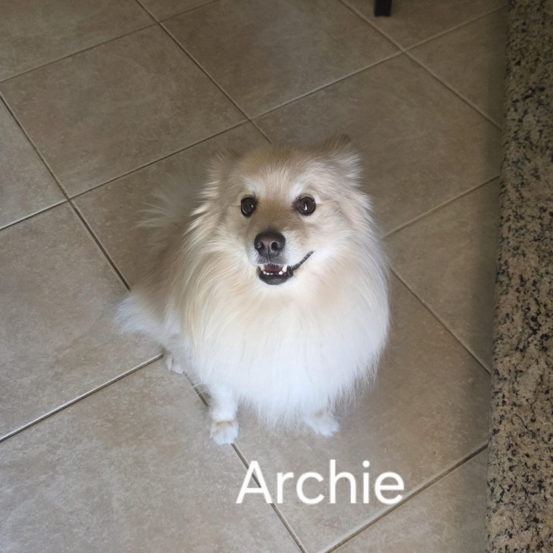 Enlarge Archie, a Adoptable mixed breed in Gilbert, AZ image 2/4