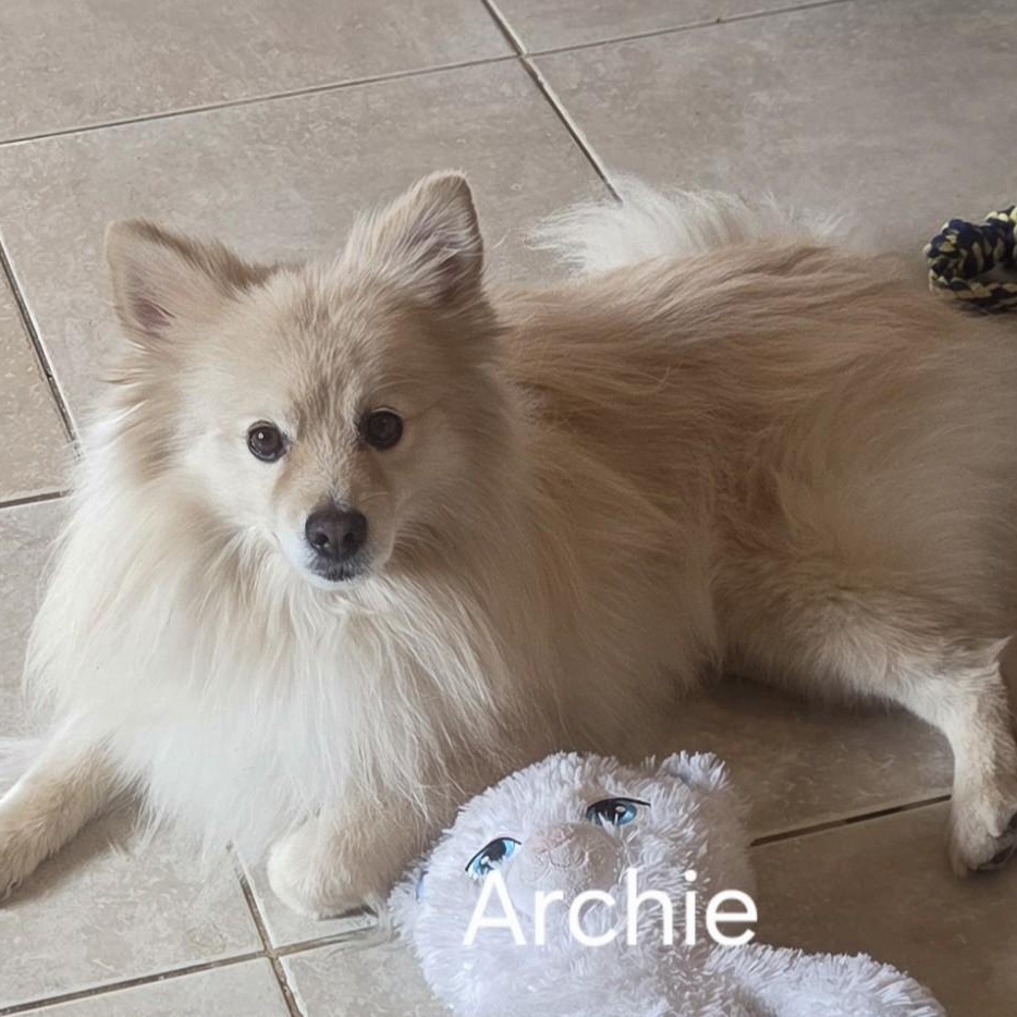 Enlarge Archie, a Adoptable mixed breed in Gilbert, AZ image 3/4