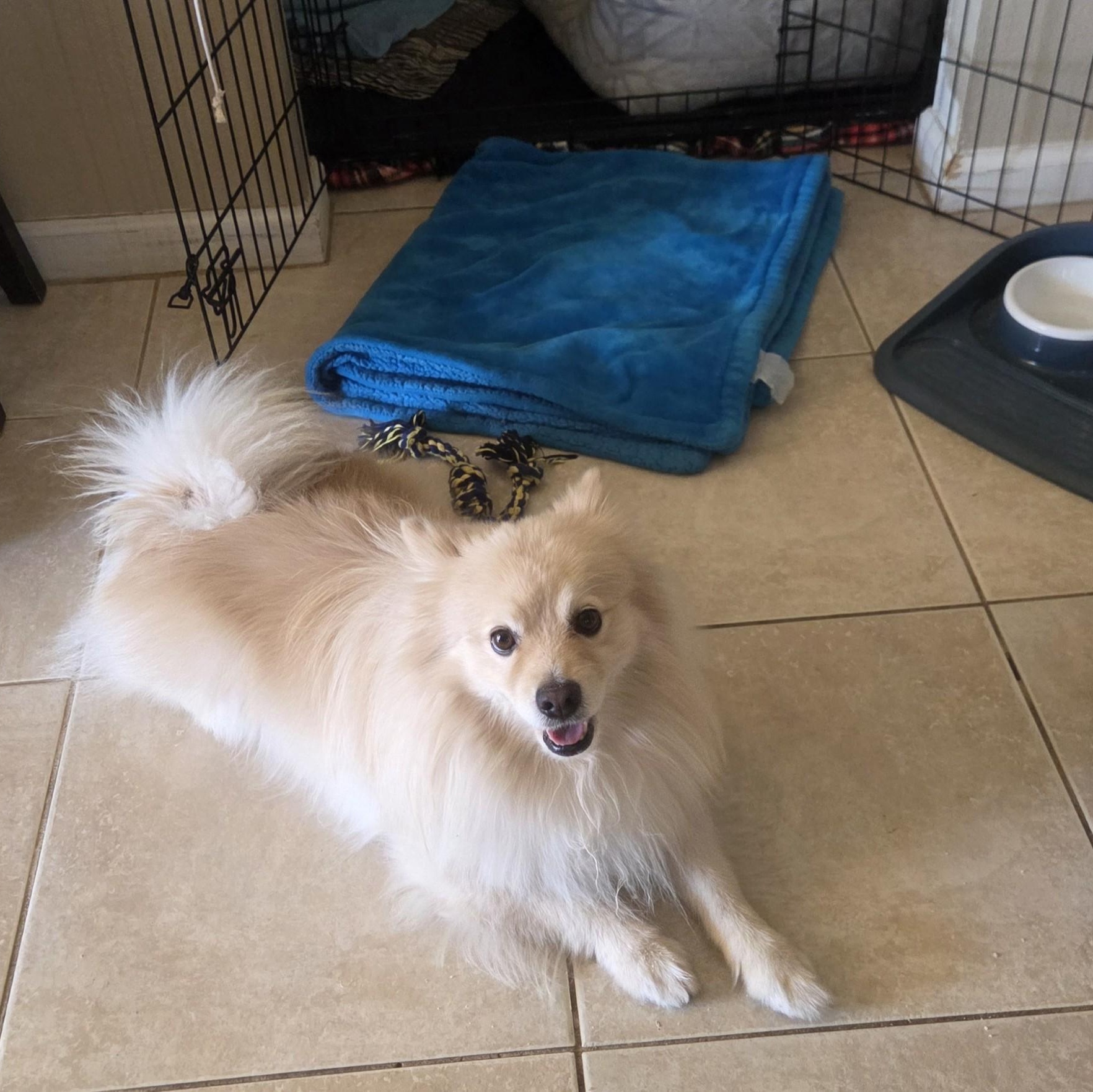 Archie, Adoptable, Adult Male Pomeranian.