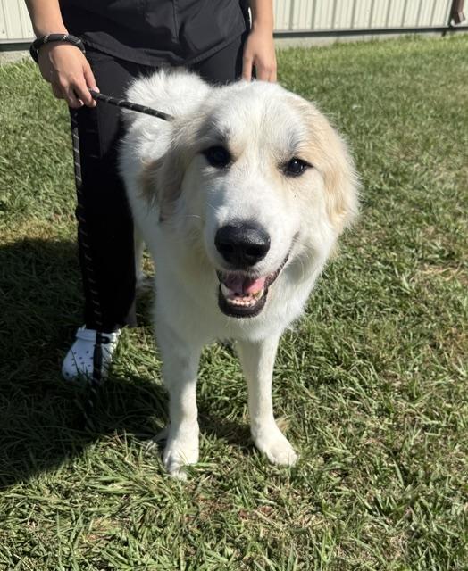 Rylie- Sweet neglected boy so full of love seeks hero, Adoptable, Young Male Great Pyrenees.