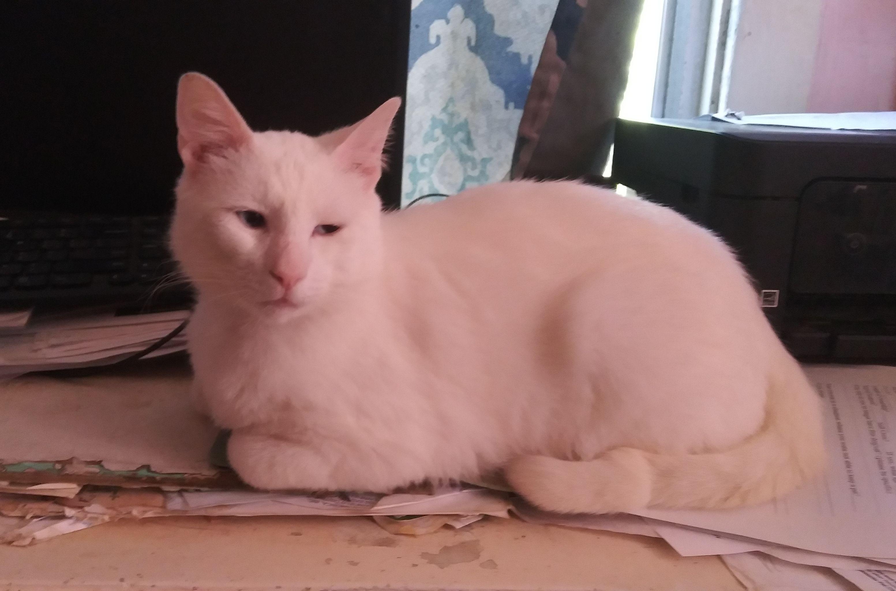 Barry, Adoptable, Adult Male Domestic Short Hair.