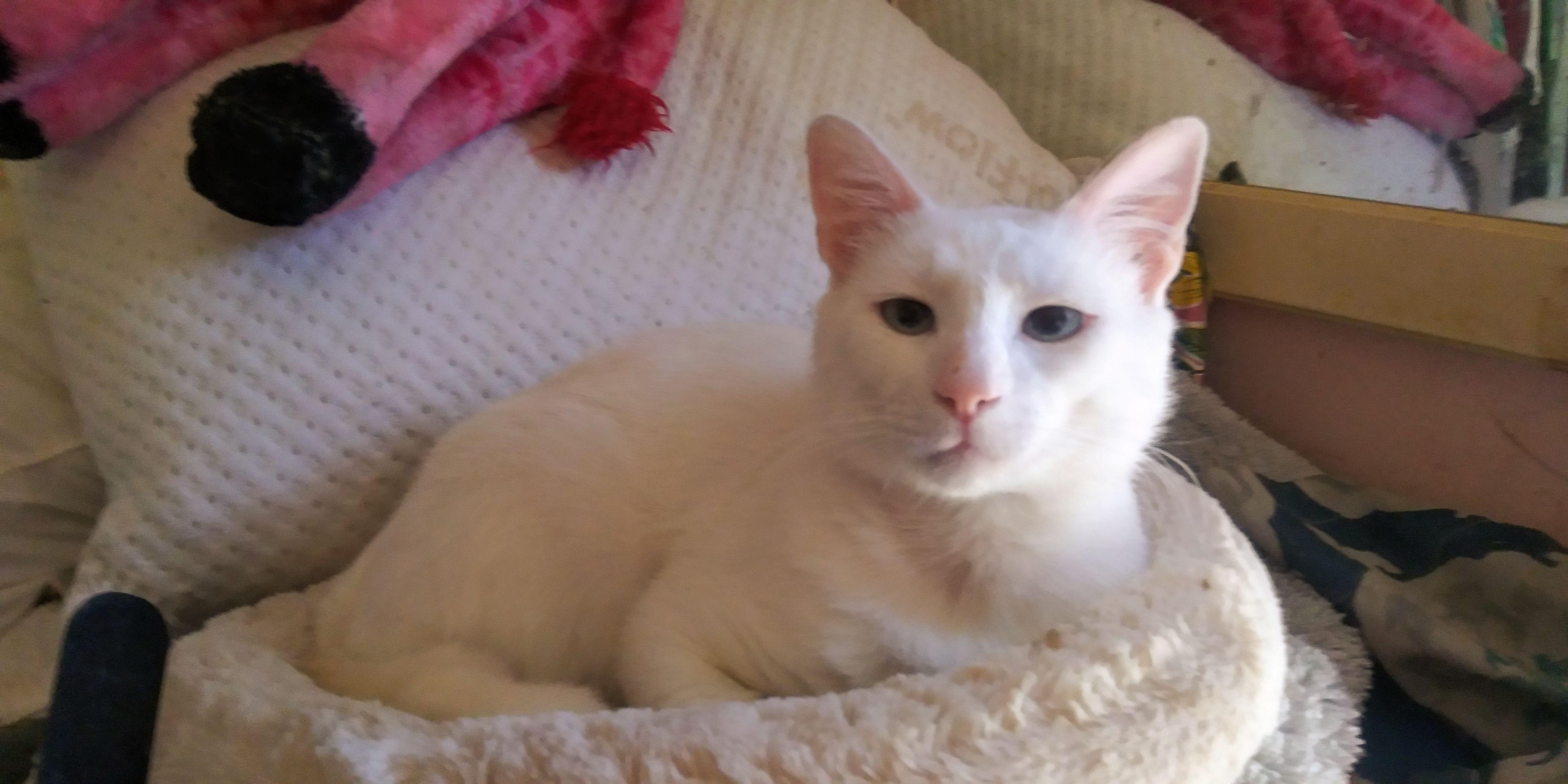 Barry, Adoptable, Adult Male Domestic Short Hair.